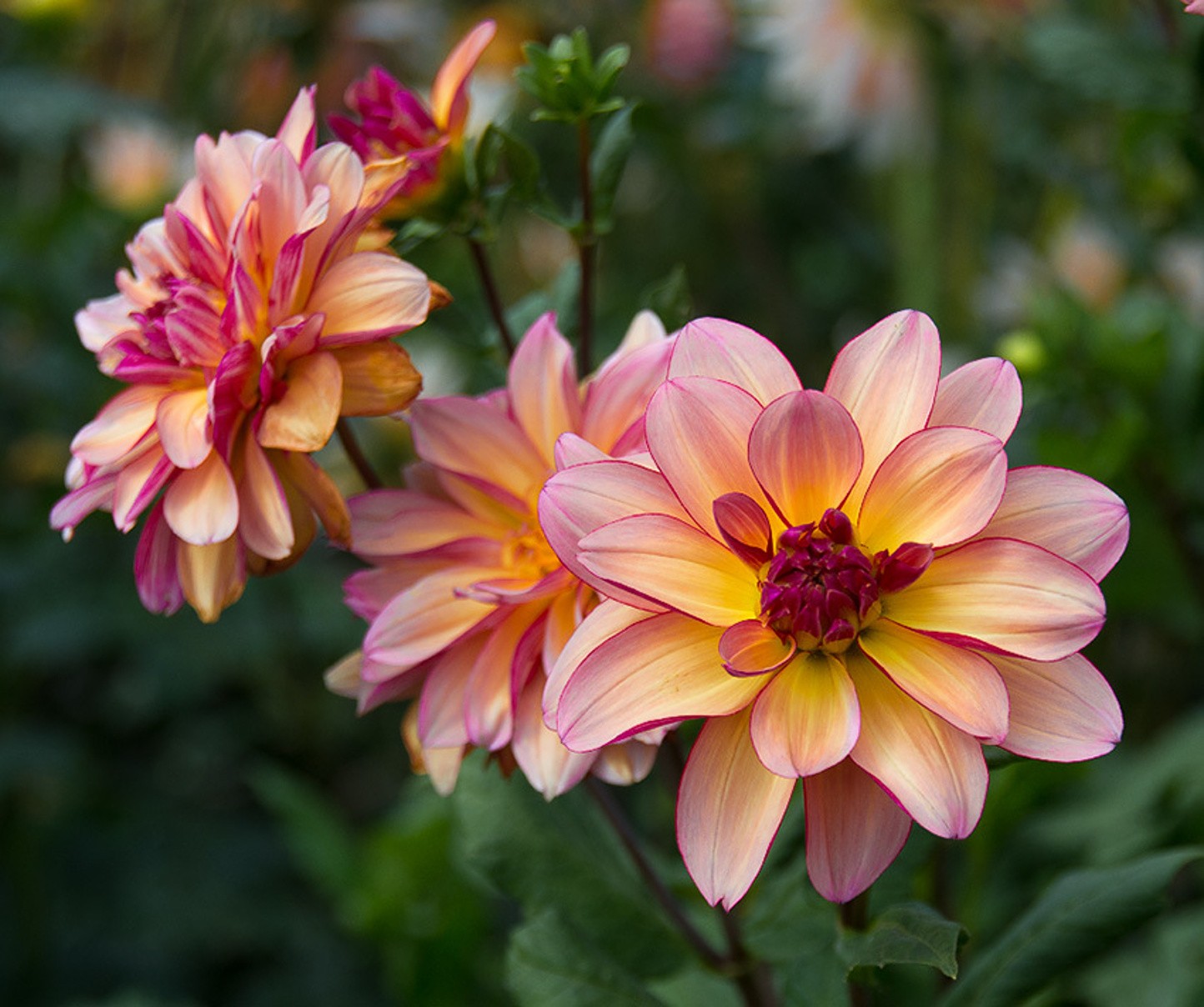 Download mobile wallpaper Flowers, Flower, Close Up, Earth, Dahlia for free.