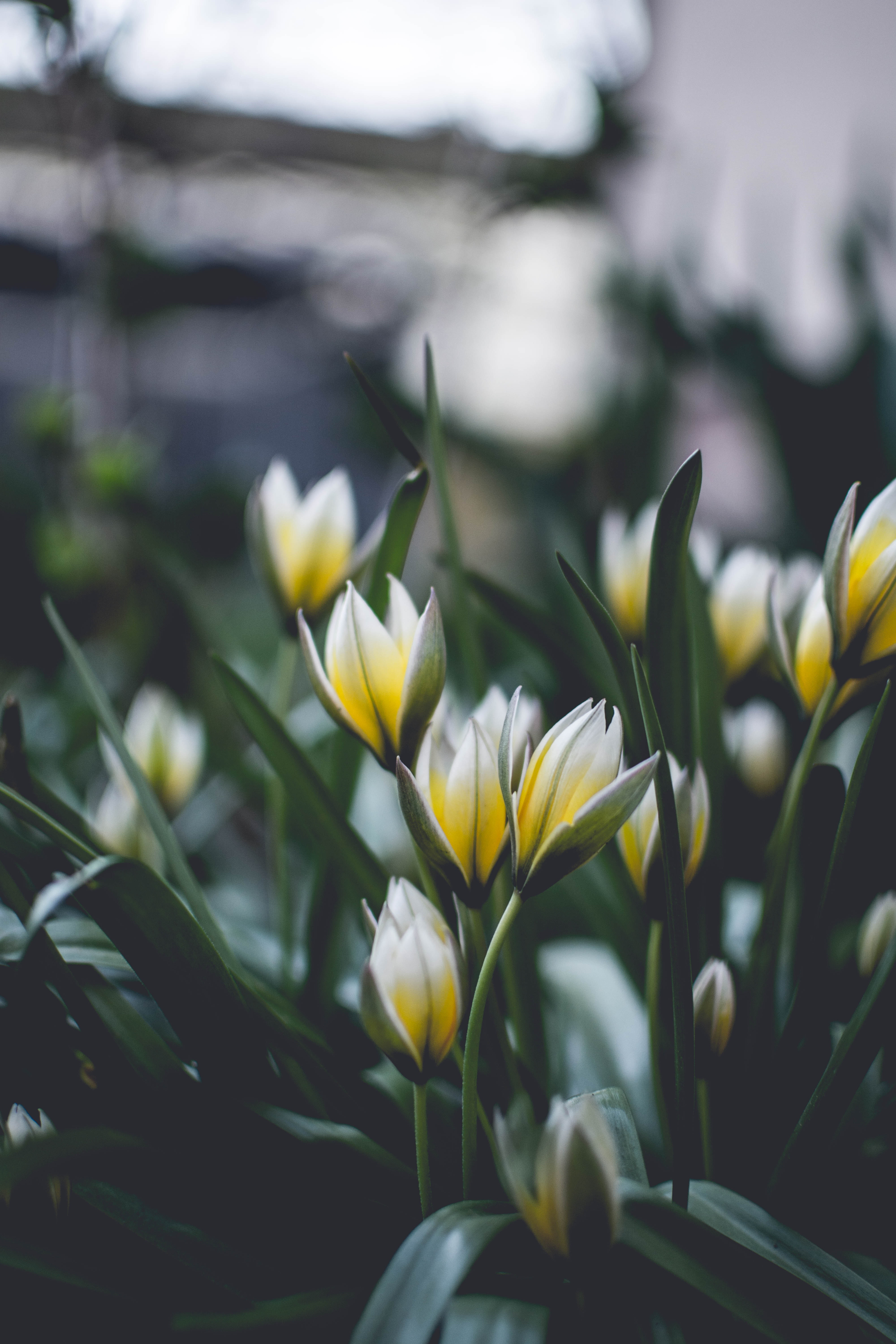 spring, bloom, flowers, macro, blur, smooth, flowering Desktop Wallpaper