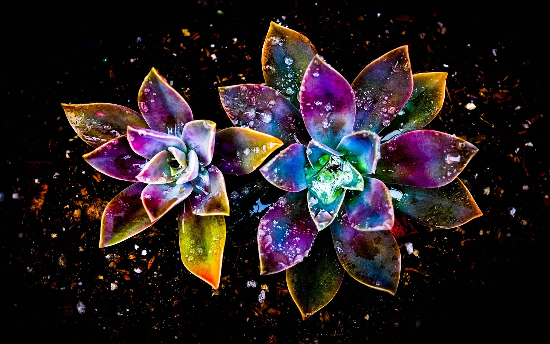 Baixe gratuitamente a imagem Flores, Flor, Planta, Colorido, Artistico, Gota De Água na área de trabalho do seu PC