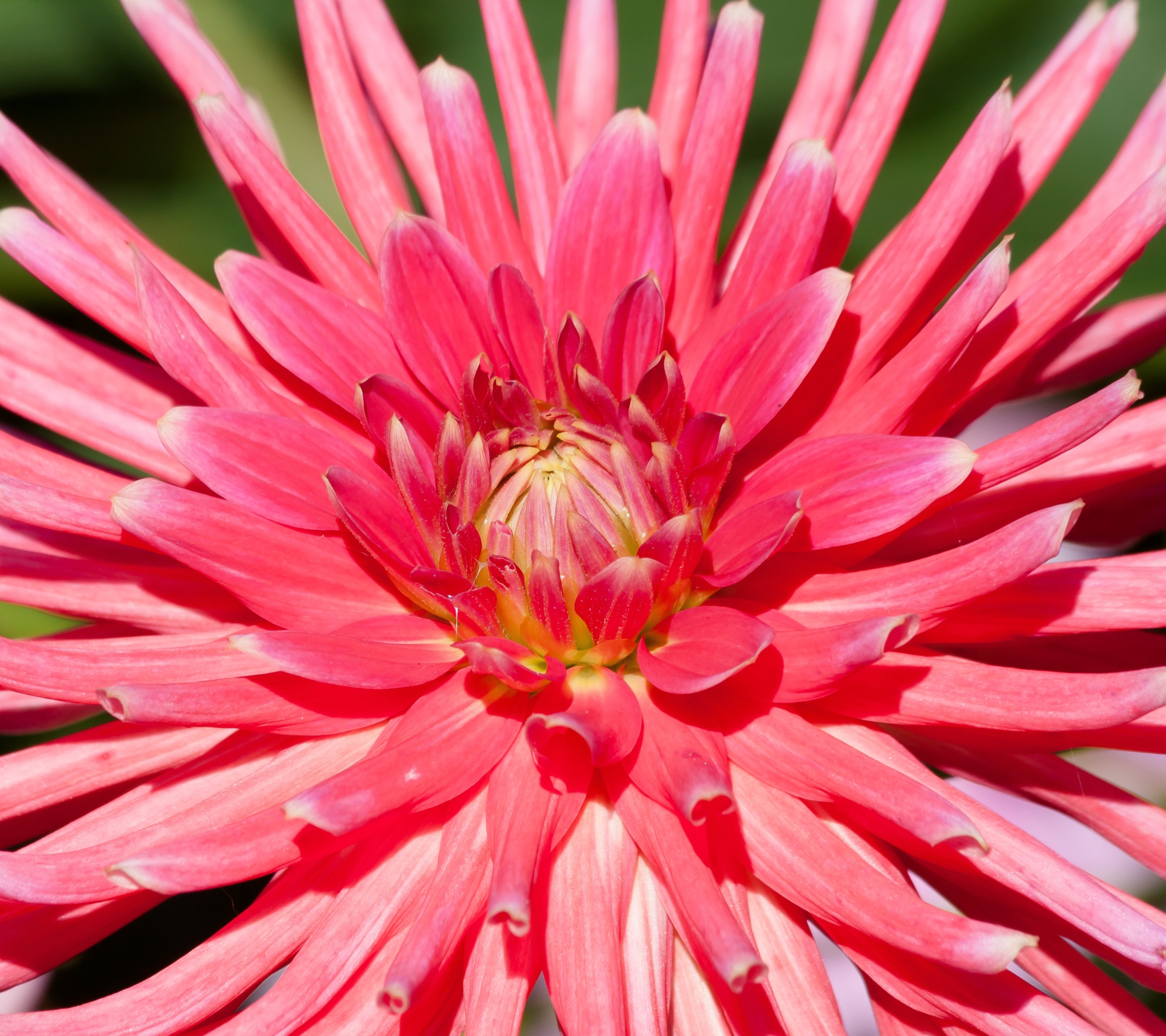 Free download wallpaper Flowers, Flower, Close Up, Earth, Dahlia, Pink Flower on your PC desktop