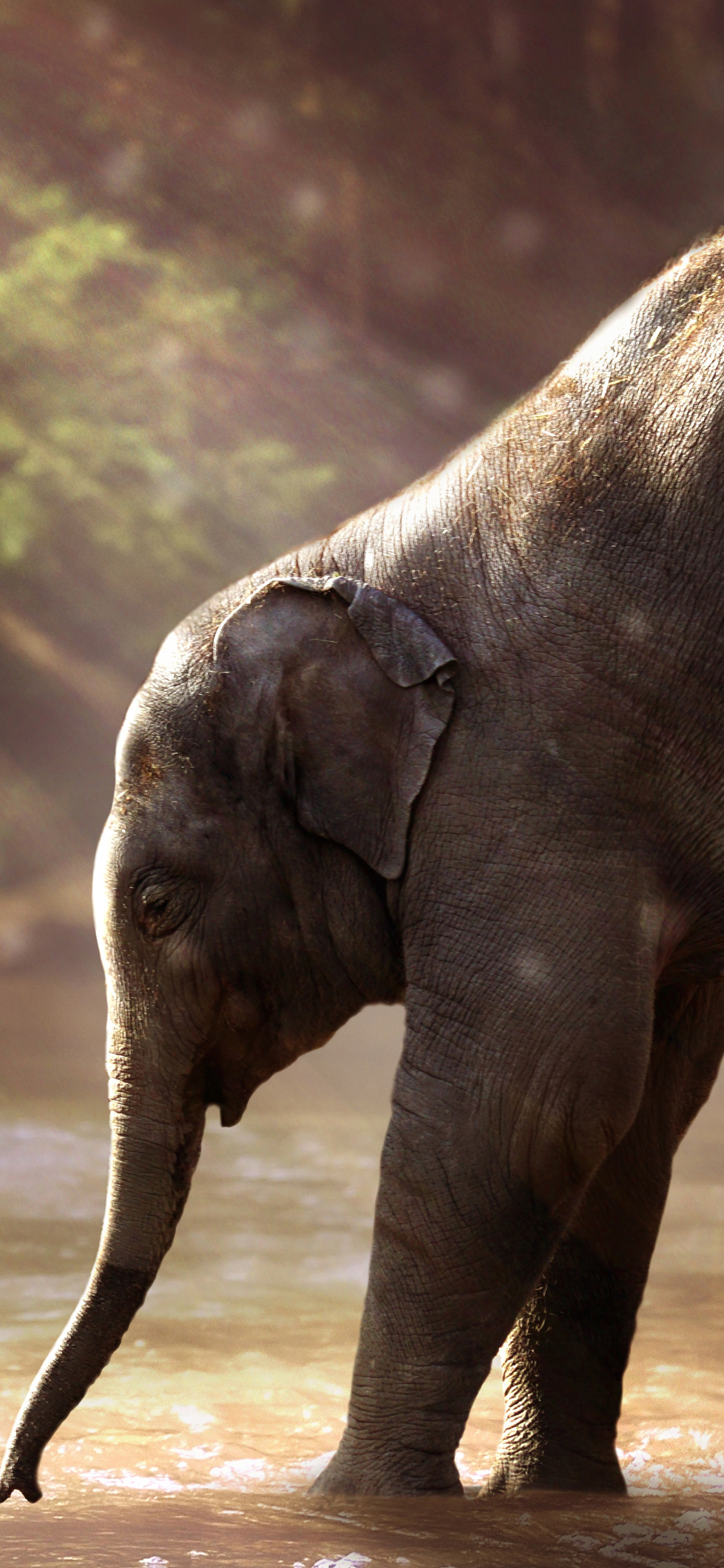 Descarga gratuita de fondo de pantalla para móvil de Animales, Elefantes, Elefante, Bebe Animal, Elefante Asiático.