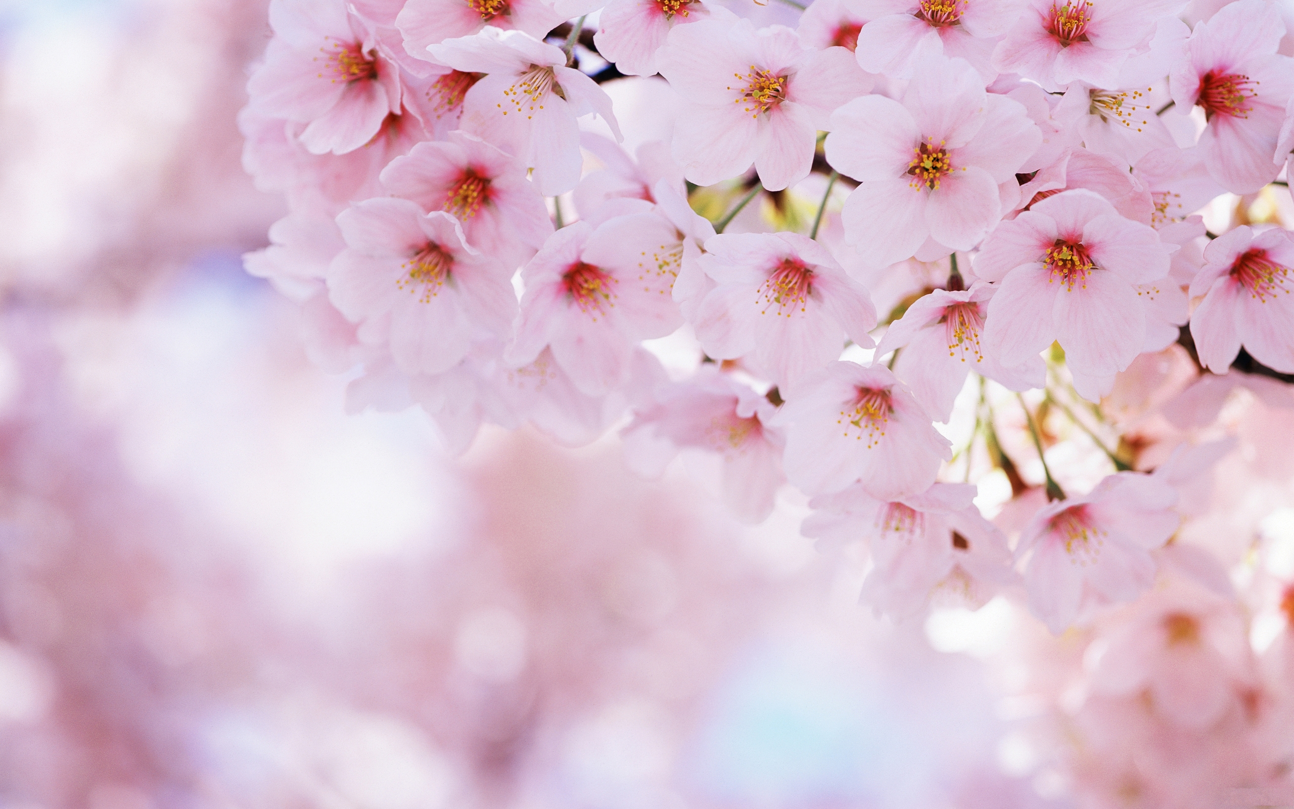 Free download wallpaper Flowers, Earth, Blossom on your PC desktop