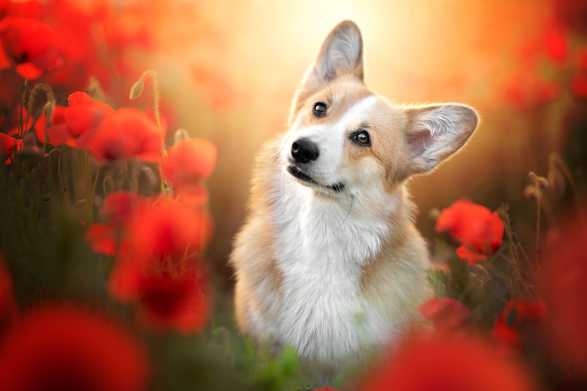 Handy-Wallpaper Tiere, Hunde, Mohn, Blume, Hund, Corgi, Rote Blume kostenlos herunterladen.