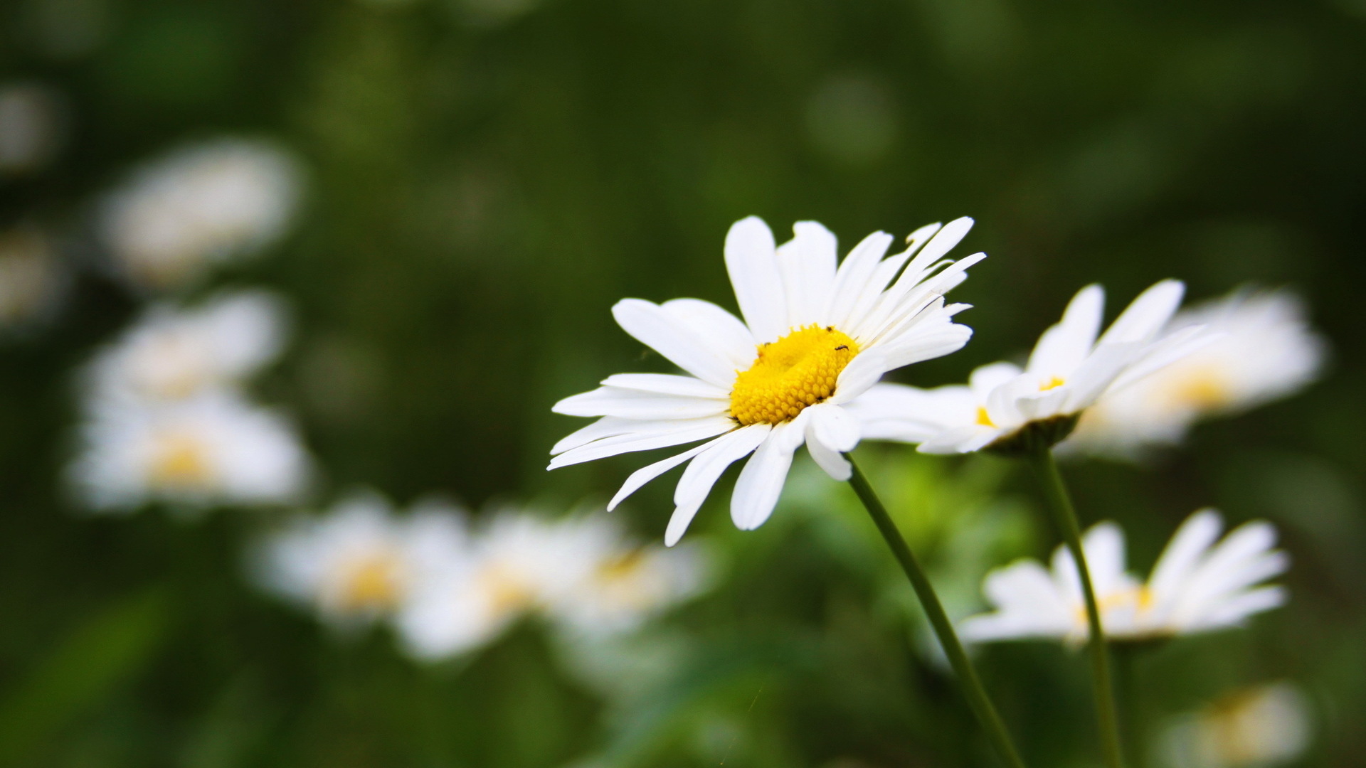 Handy-Wallpaper Blumen, Blume, Erde/natur kostenlos herunterladen.