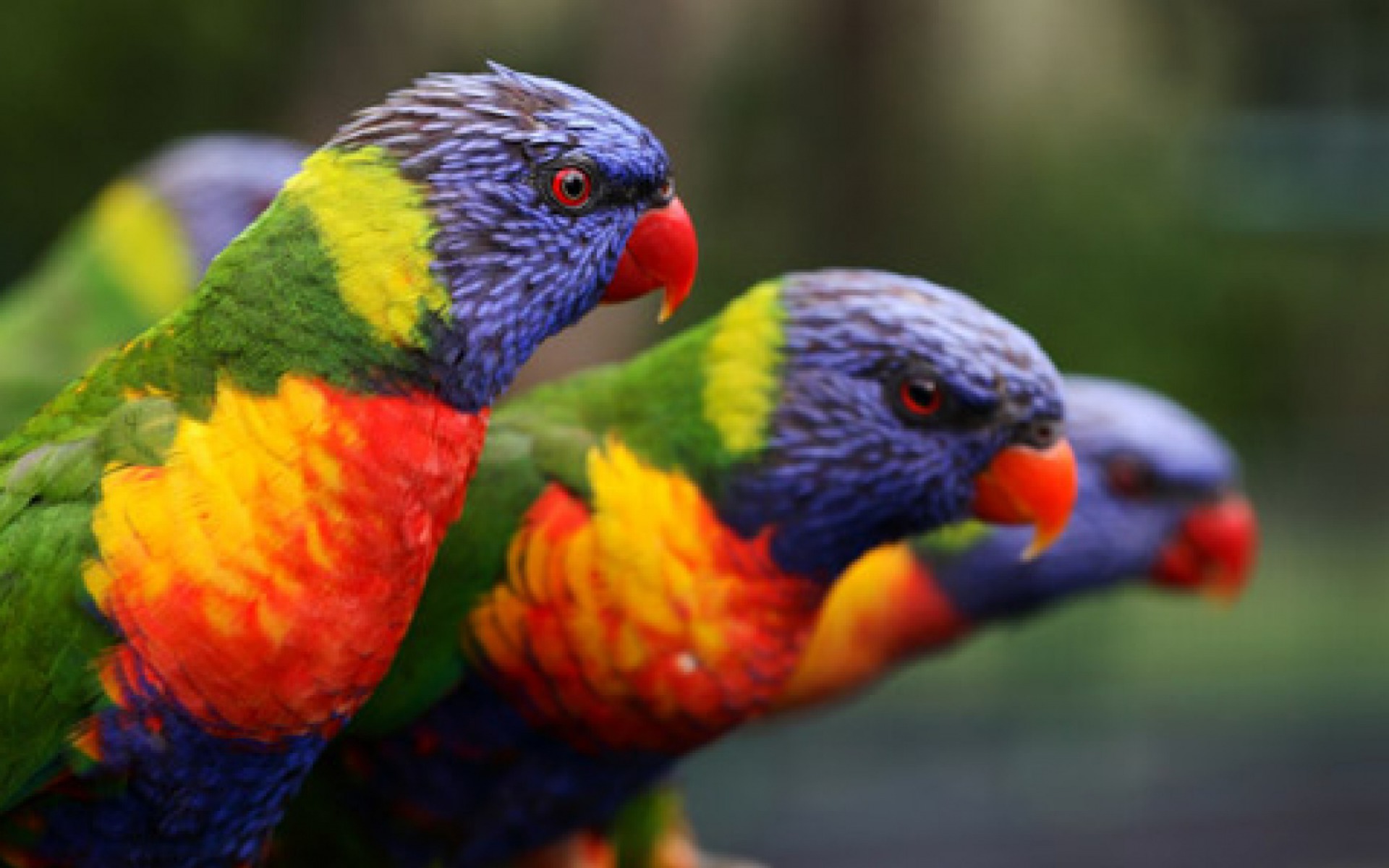 animal, rainbow lorikeet, birds