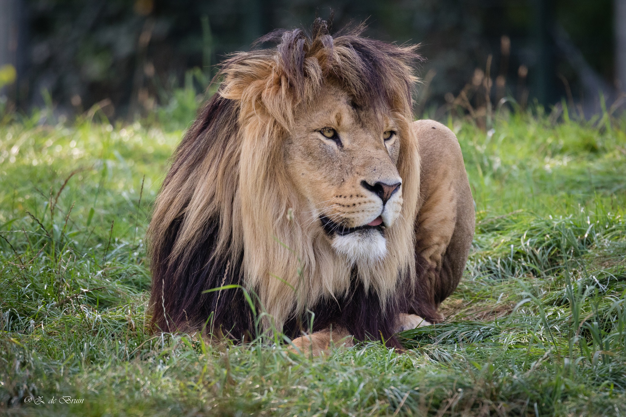 Téléchargez gratuitement l'image Animaux, Chats, Lion sur le bureau de votre PC