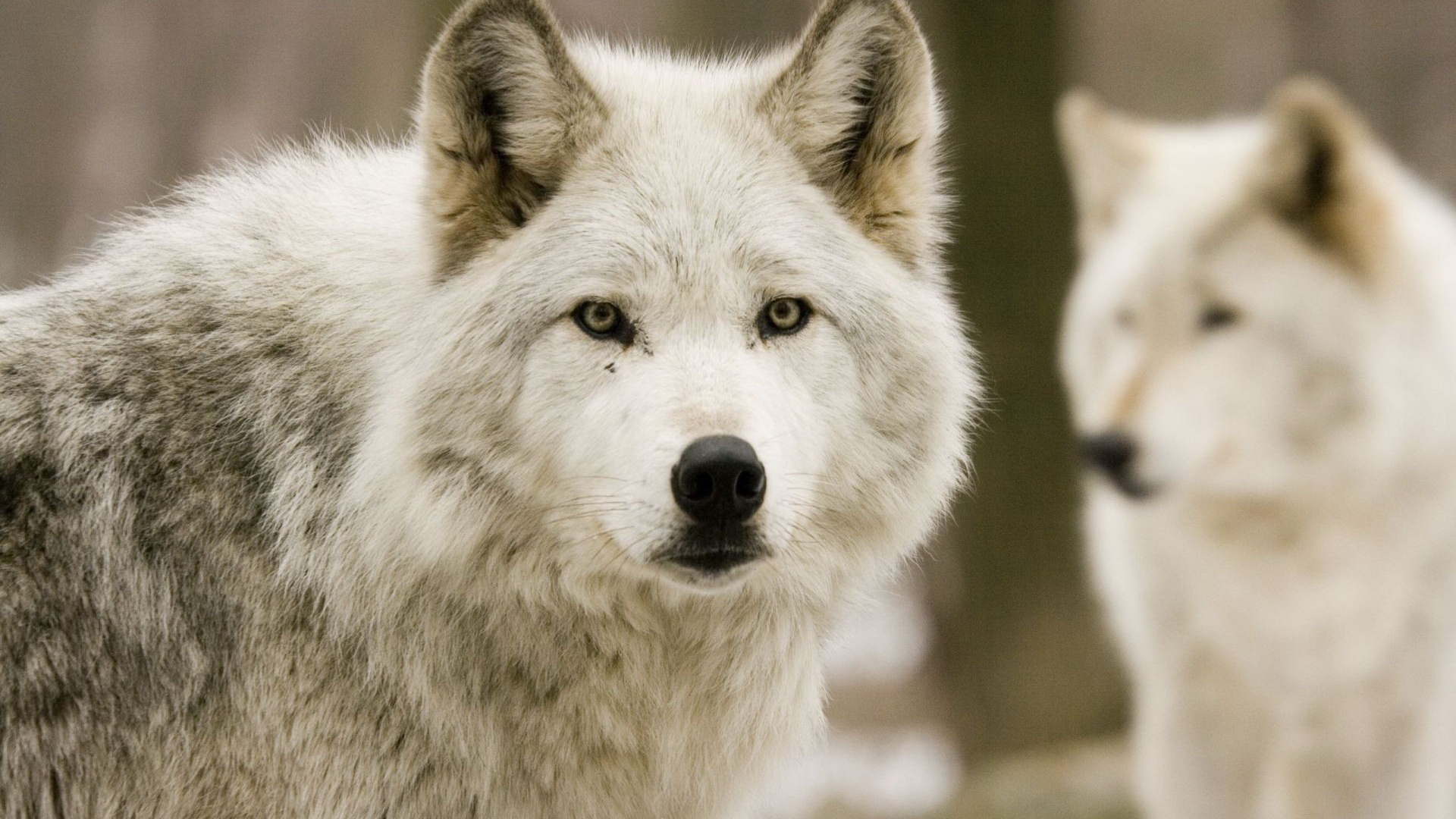 Téléchargez des papiers peints mobile Animaux, Loup gratuitement.