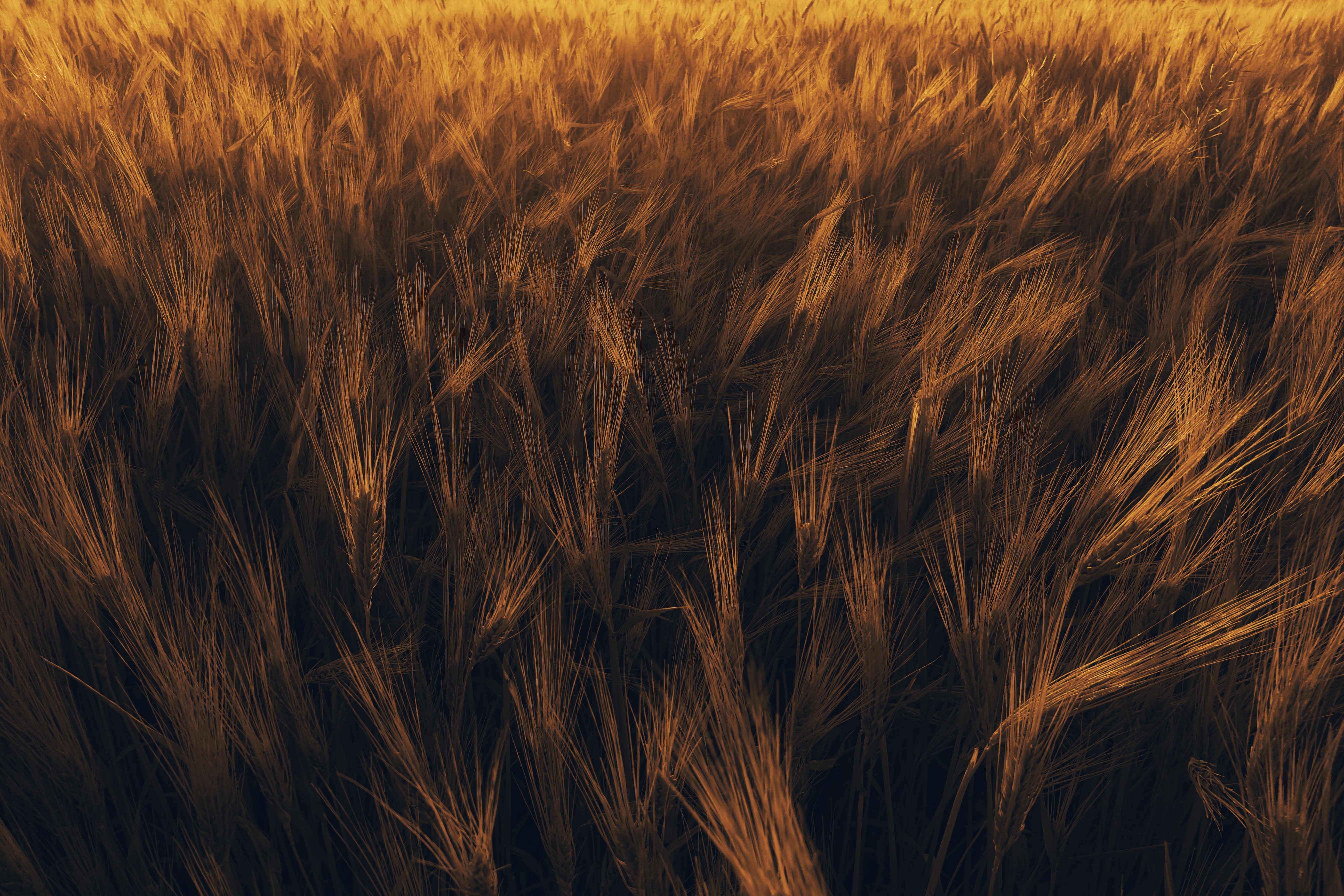 wheat, nature, plant, field, ears, spikes Free Background