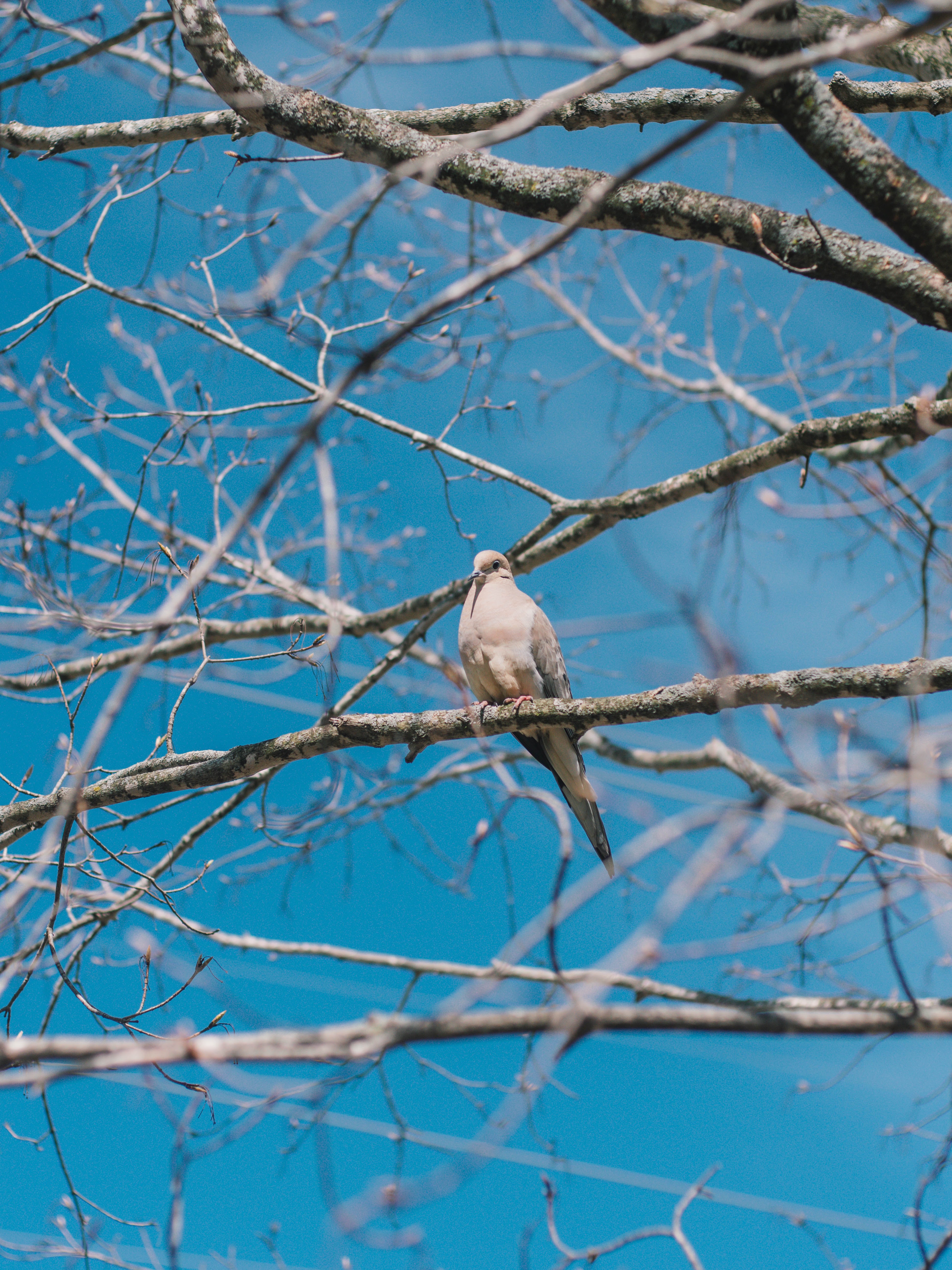 bird, animals, branches, dove, white dove