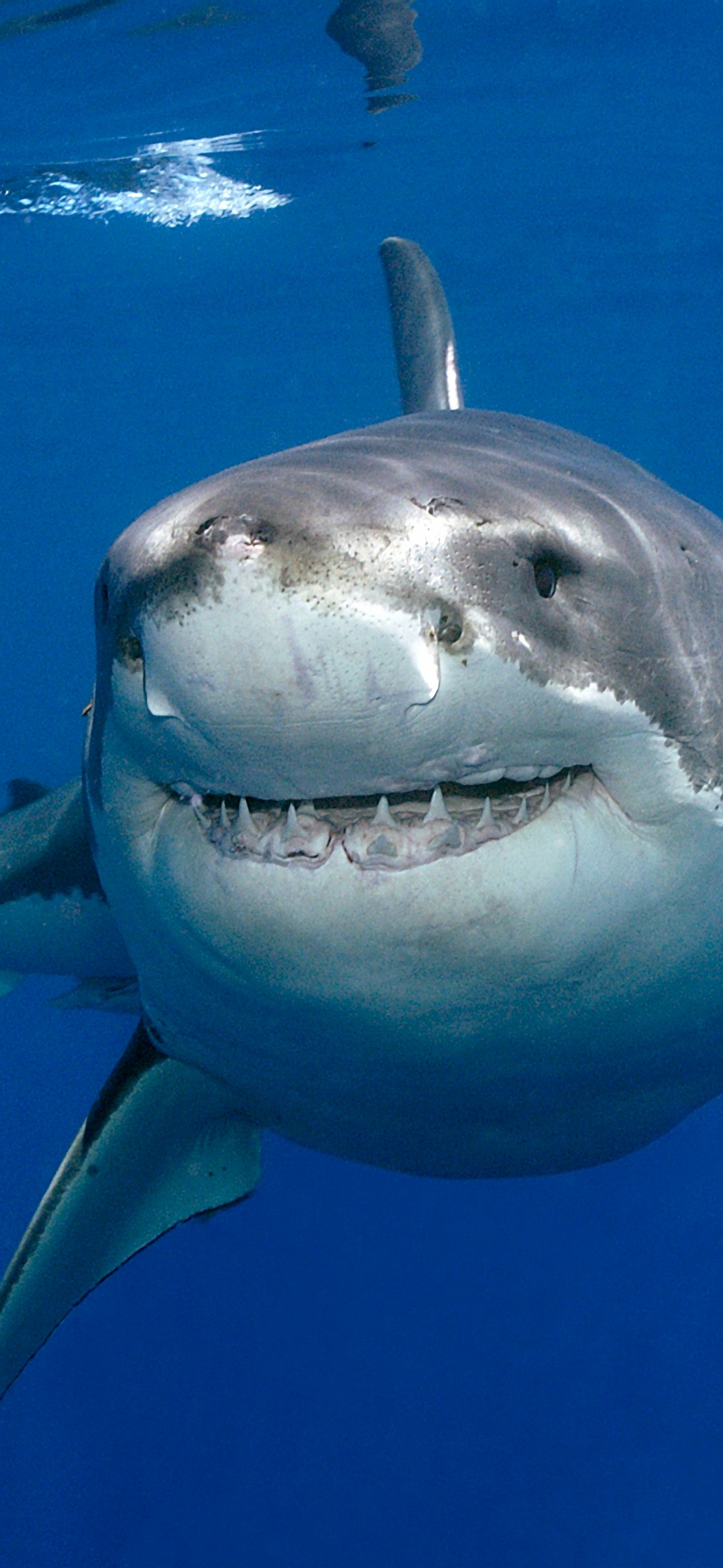 Baixar papel de parede para celular de Animais, Embaixo Da Agua, Tubarão, Grande Tubarão Branco gratuito.