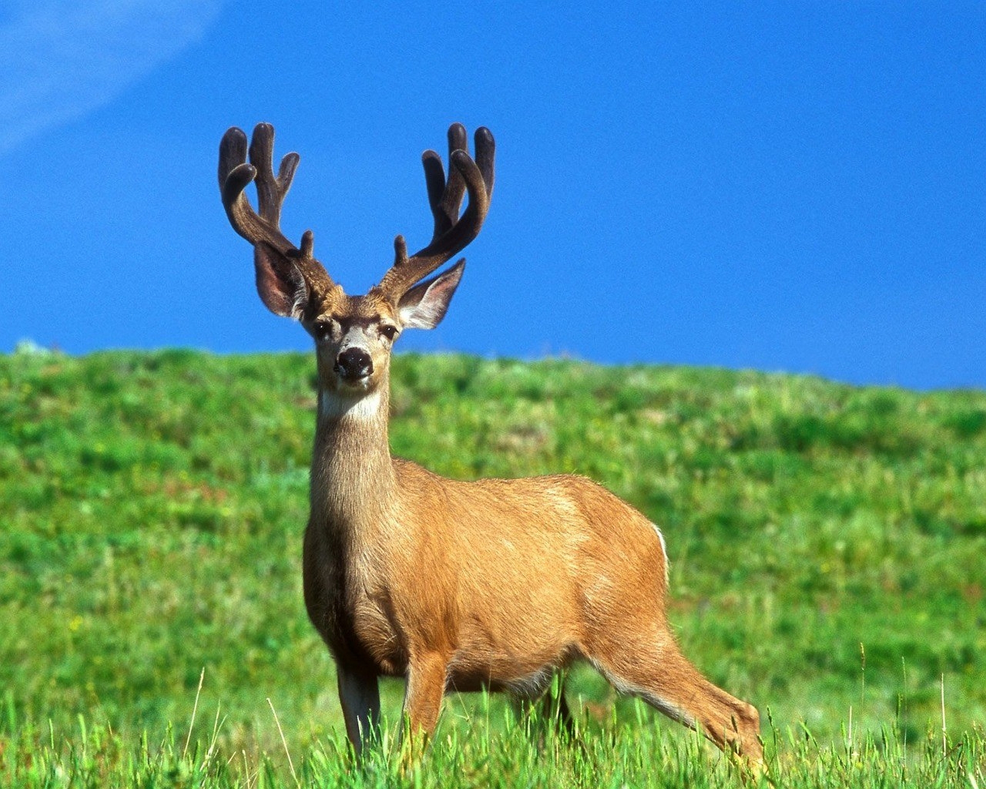 557552壁紙のダウンロード動物, 鹿, 青い, バック, オレゴン, 空-スクリーンセーバーと写真を無料で
