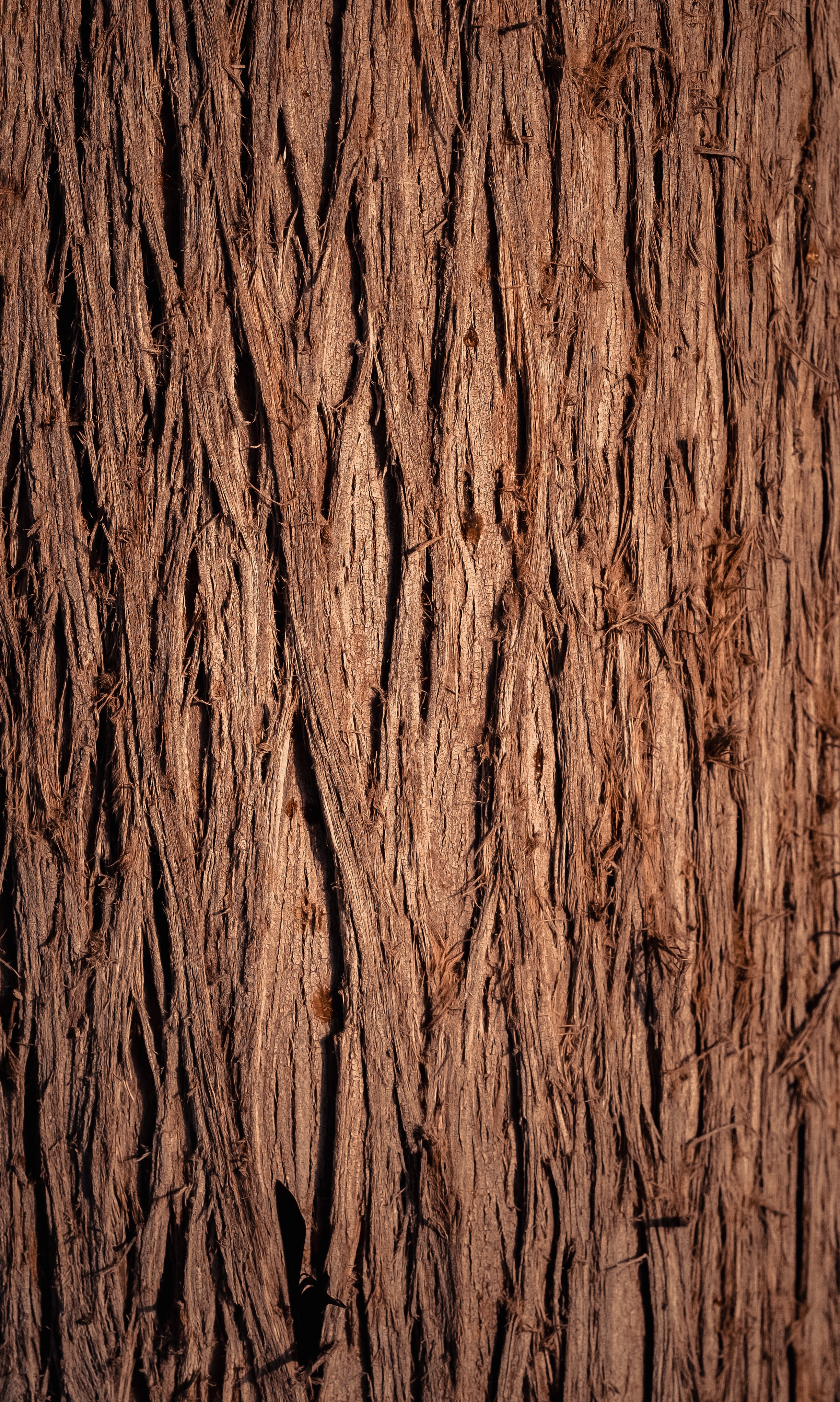 Download mobile wallpaper Wooden, Wood, Bark, Tree, Texture, Textures for free.