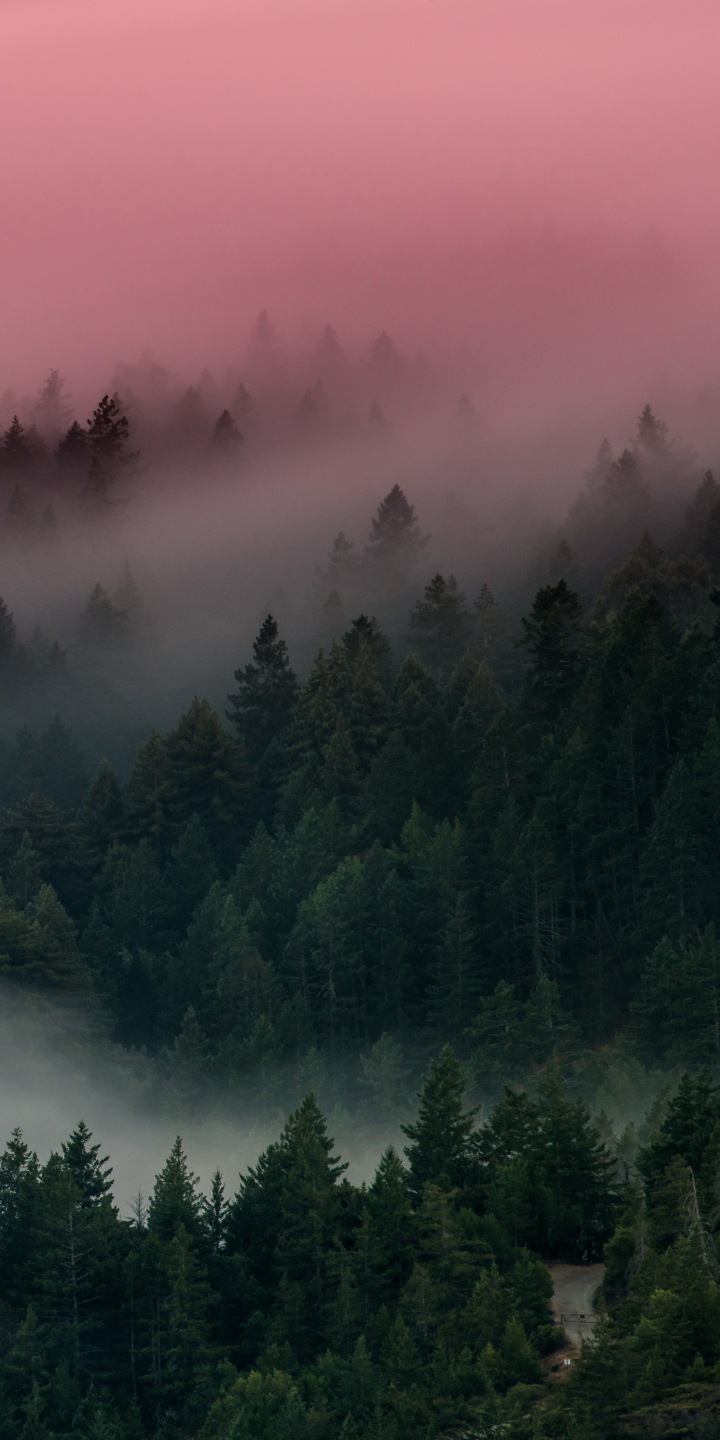 Download mobile wallpaper Forest, Fog, Earth for free.