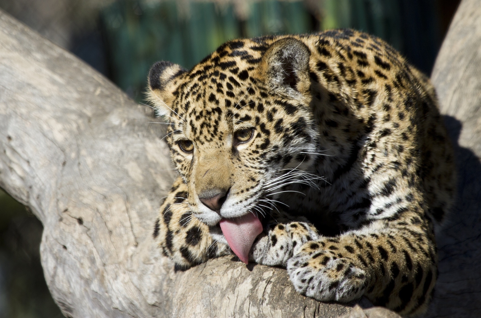 62243 baixar imagens animais, jaguar, novo, gato selvagem, gato bravo, joey, lava, está lavado - papéis de parede e protetores de tela gratuitamente