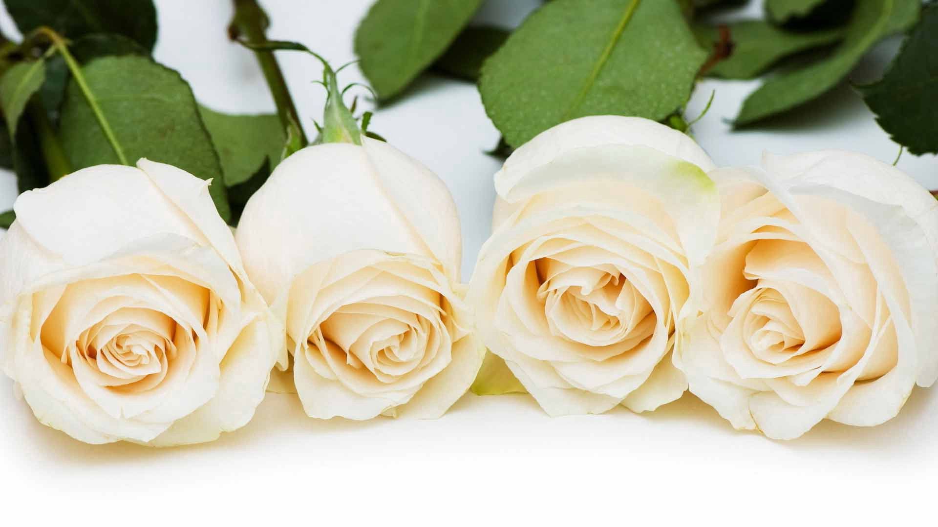 63225 descargar fondo de pantalla flores, roses, cogollos, brotes, fila, el encanto, encanto: protectores de pantalla e imágenes gratis