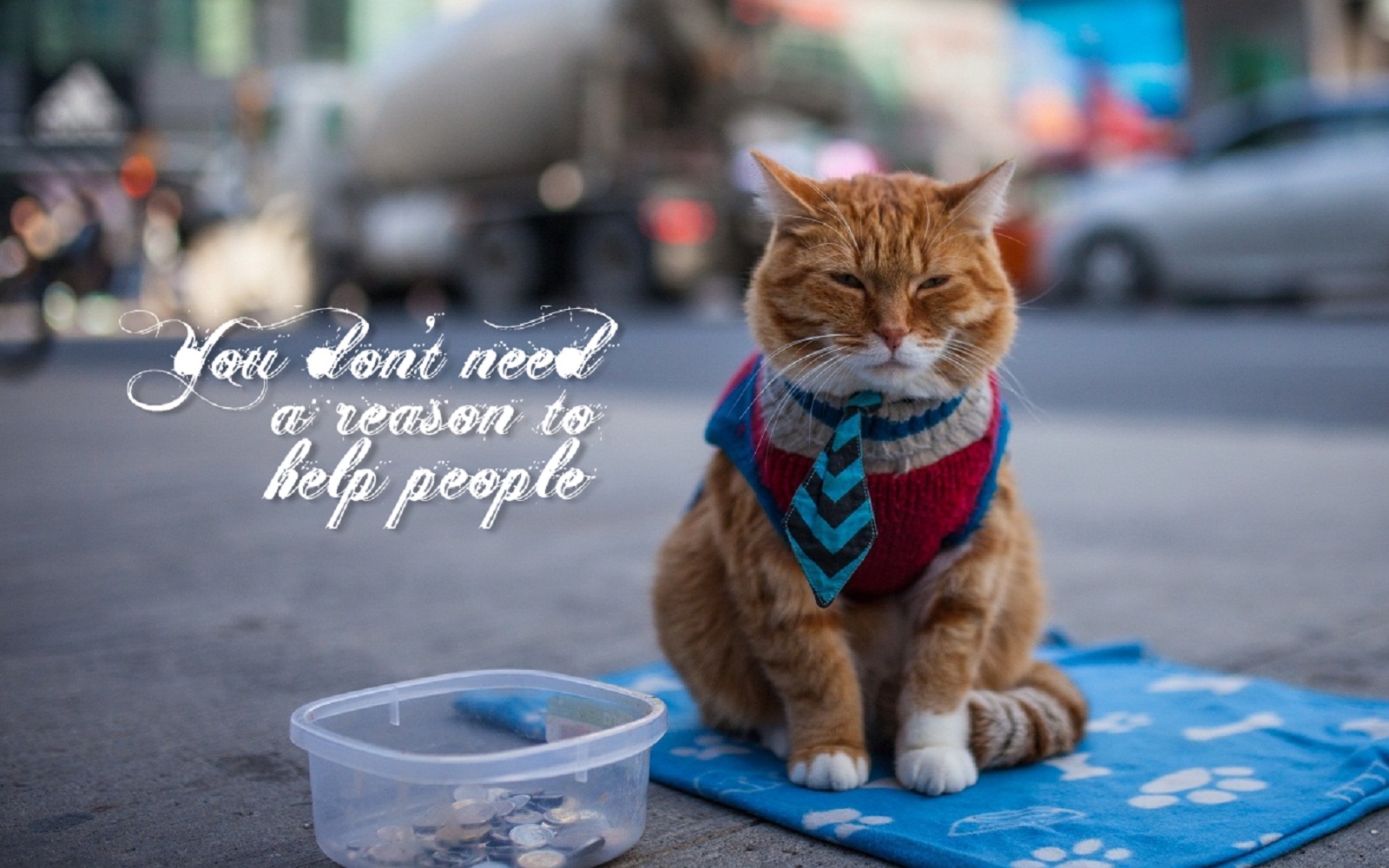 Download mobile wallpaper Cat, Quote, Statement, Misc, Motivational for free.