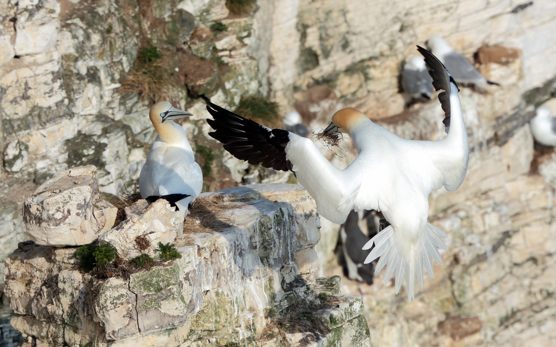 animal, northern gannet, birds
