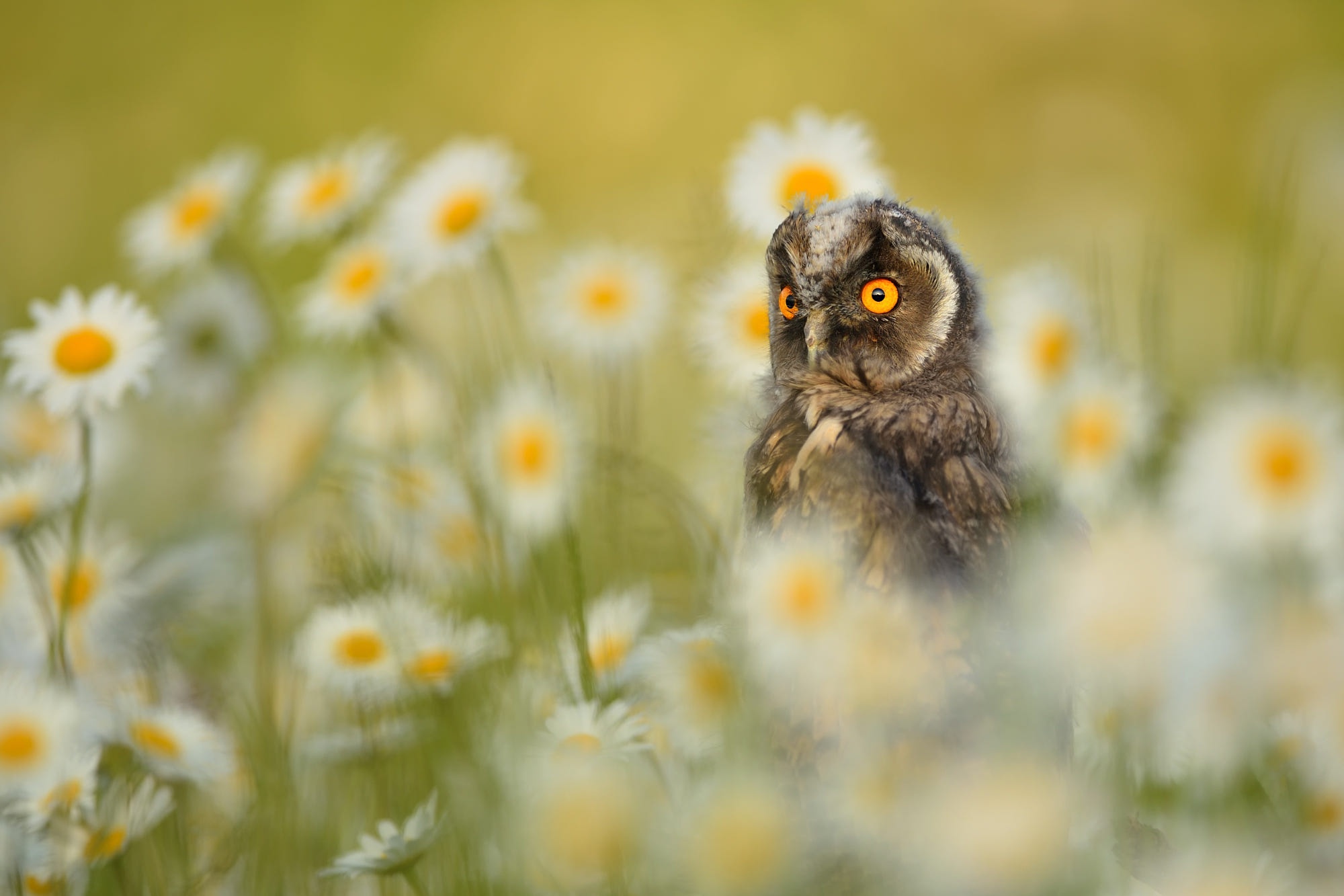 animal, owl, bird, chamomile, flower, birds 1080p