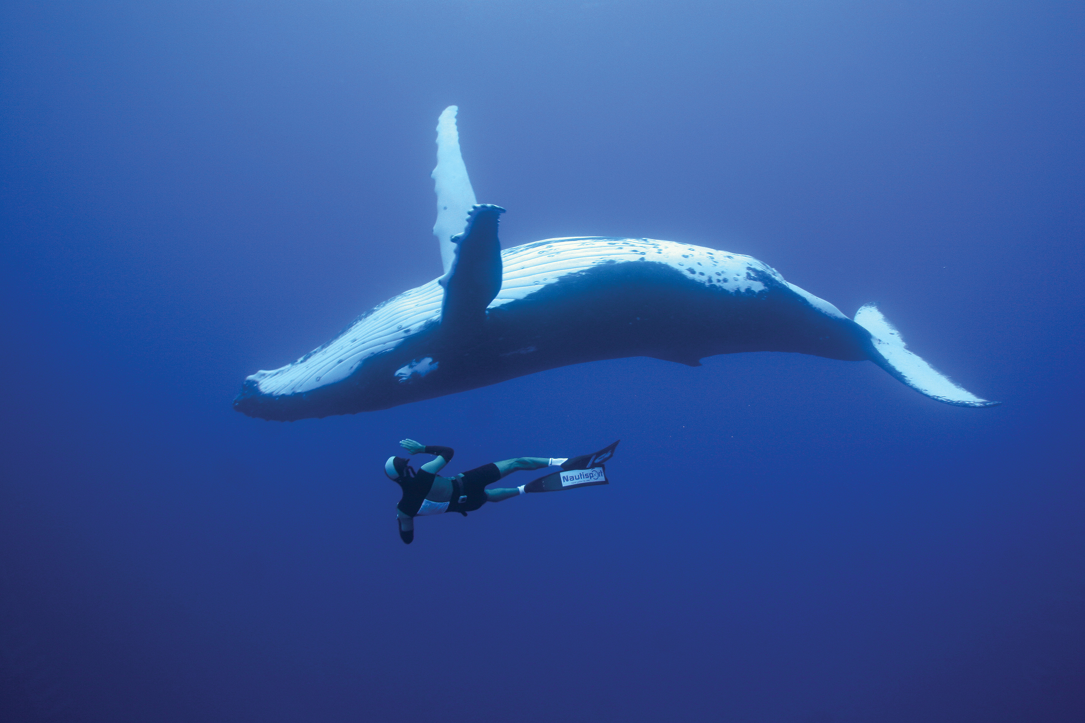 humpback whale, animal, whale, diver