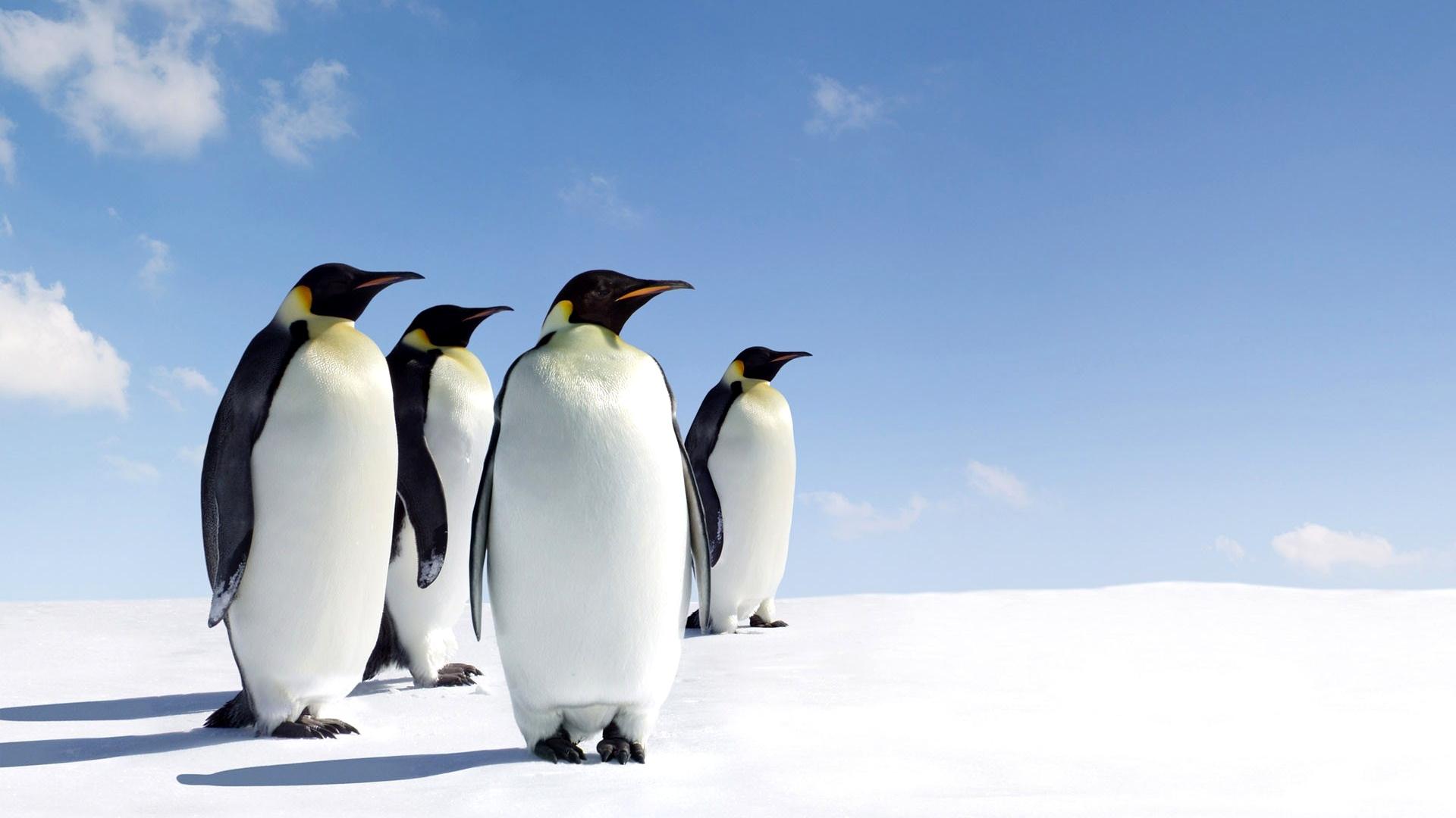 Download mobile wallpaper Bird, Animal, Penguin, Emperor Penguin for free.