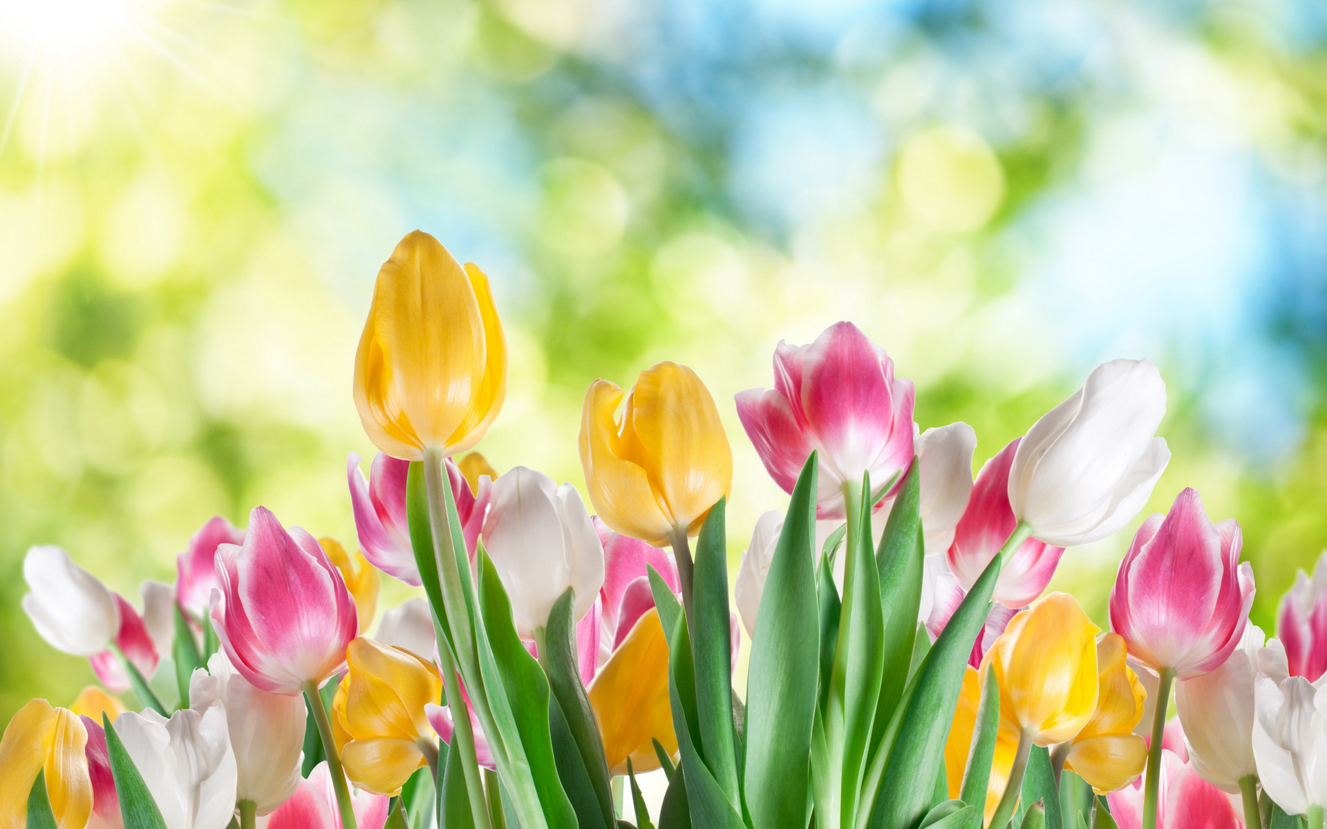 Free download wallpaper Flowers, Earth, Tulip on your PC desktop