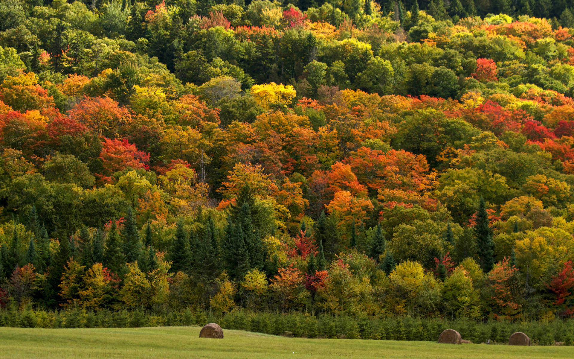 Handy-Wallpaper Herbst, Erde/natur kostenlos herunterladen.