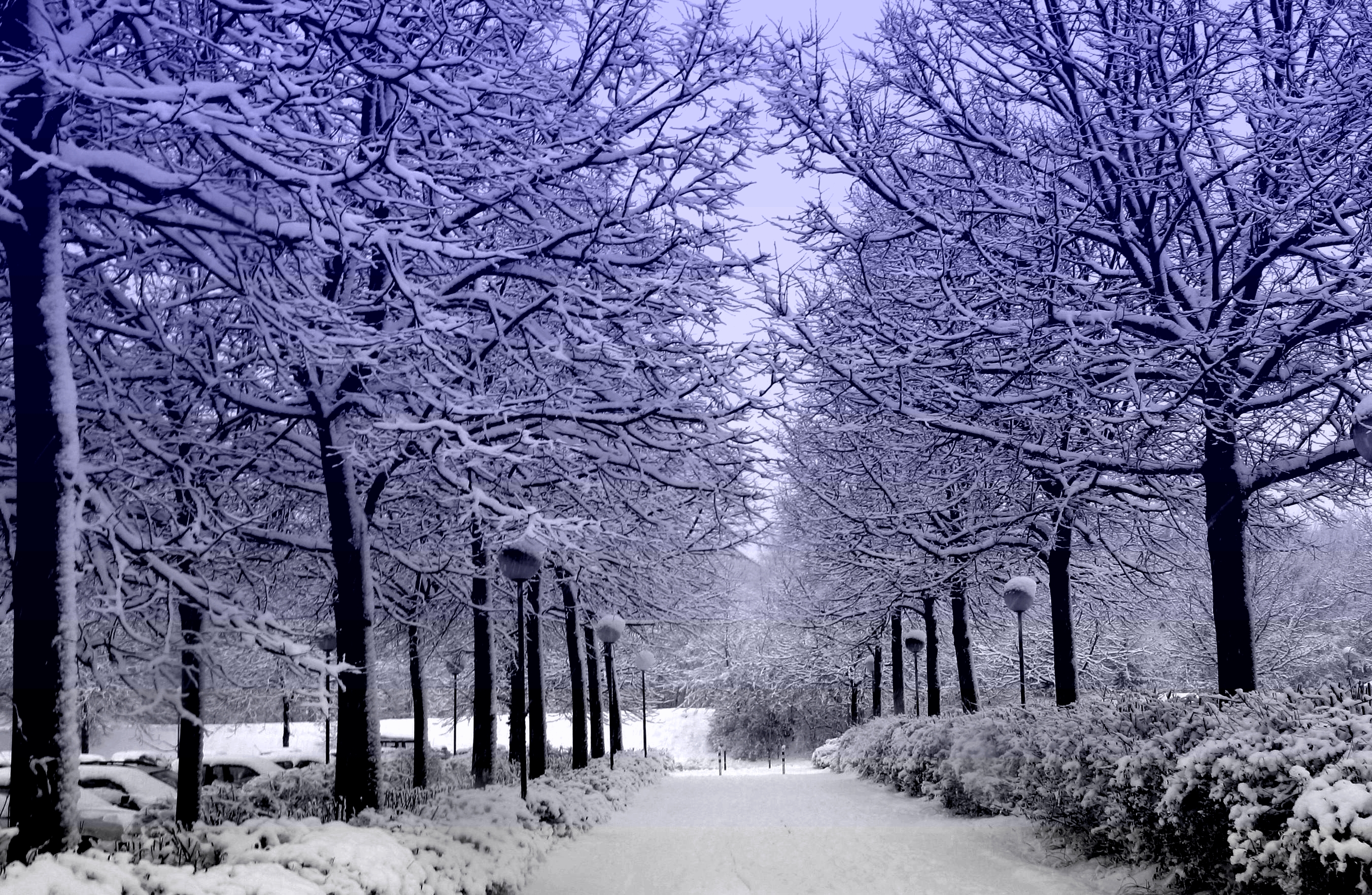 無料モバイル壁紙冬, 木, 雪, 道, 地球, 写真撮影をダウンロードします。