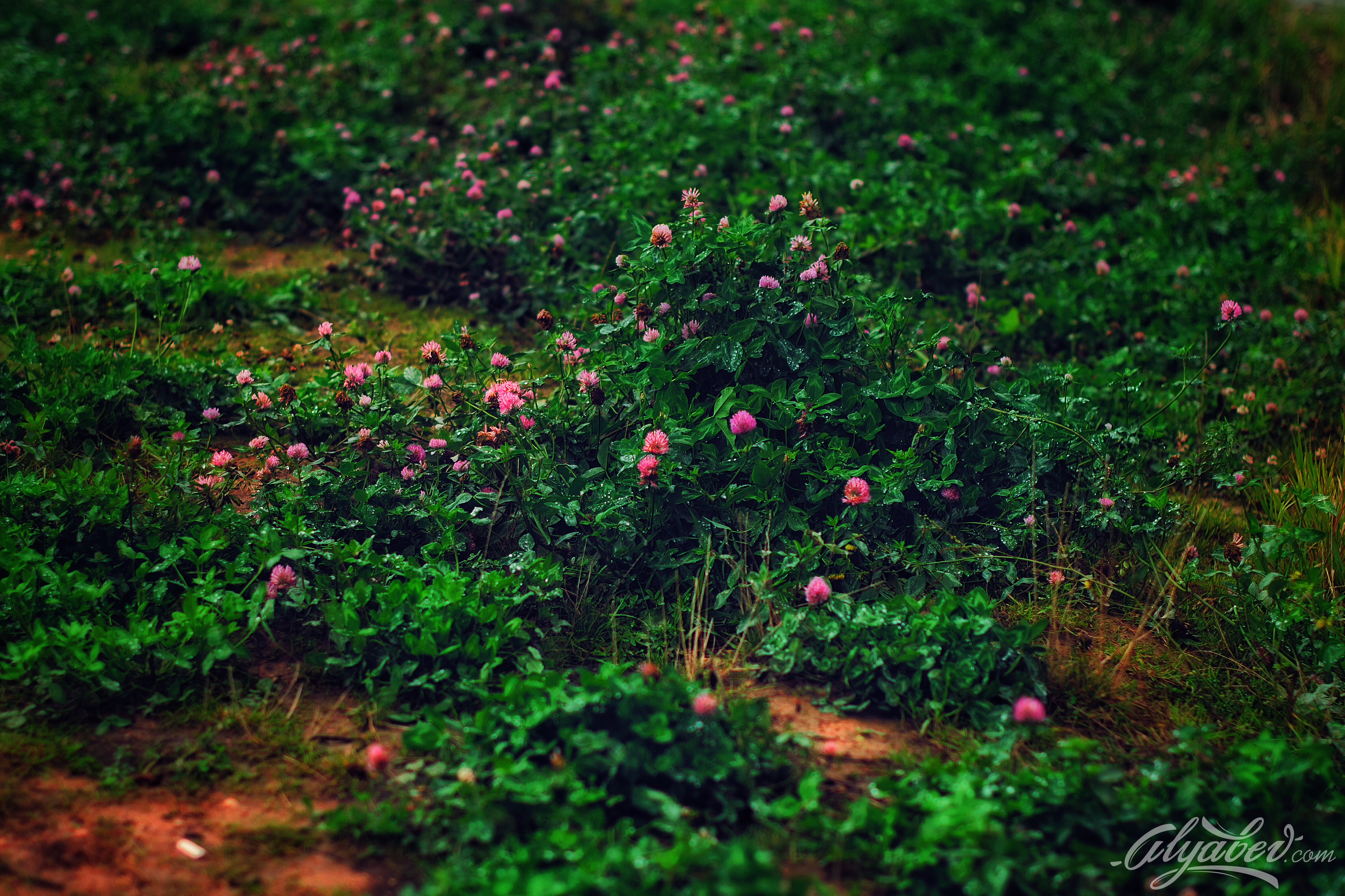 Baixe gratuitamente a imagem Flores, Flor, Terra/natureza na área de trabalho do seu PC