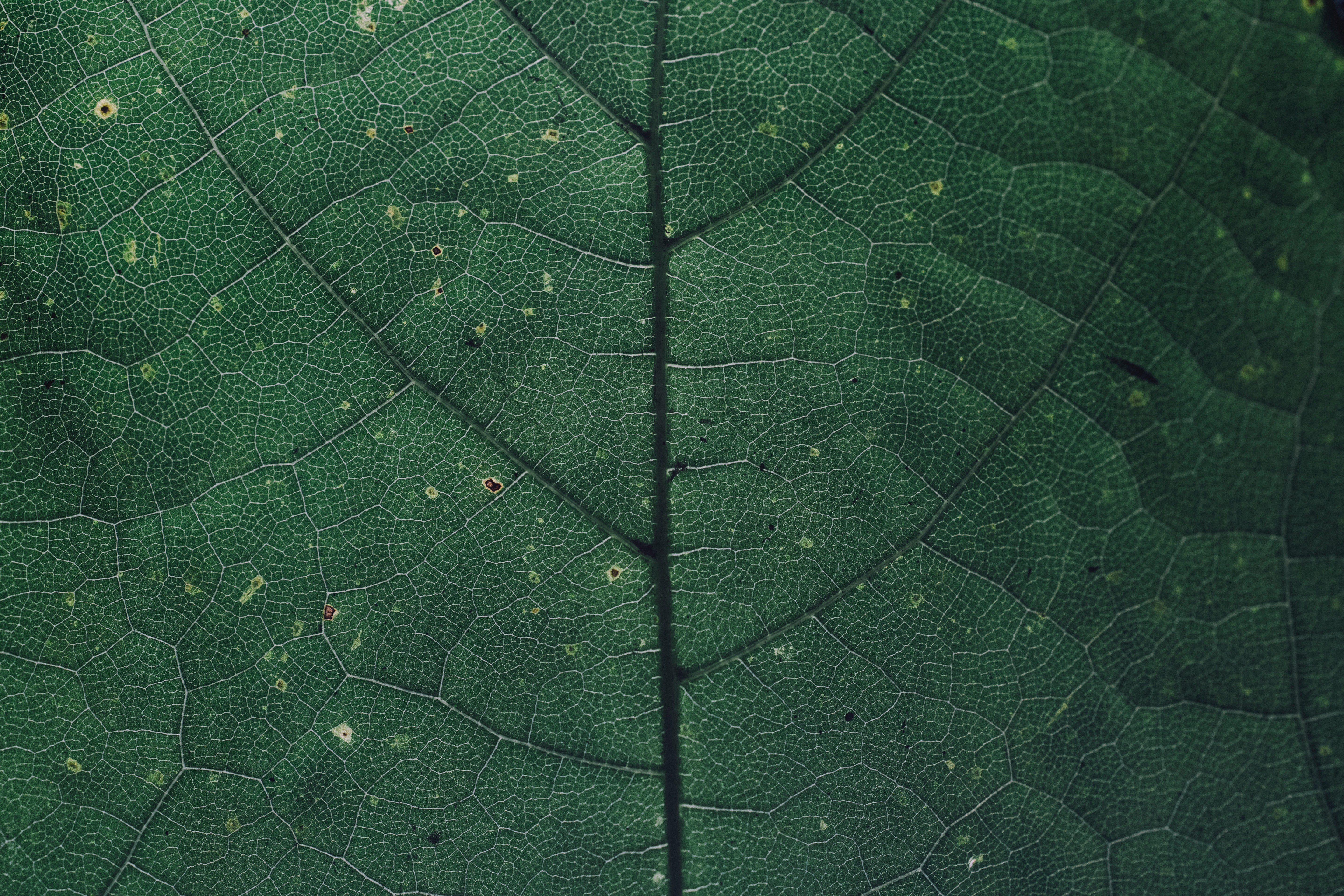 Download mobile wallpaper Macro, Leaf, Earth, Greenery for free.