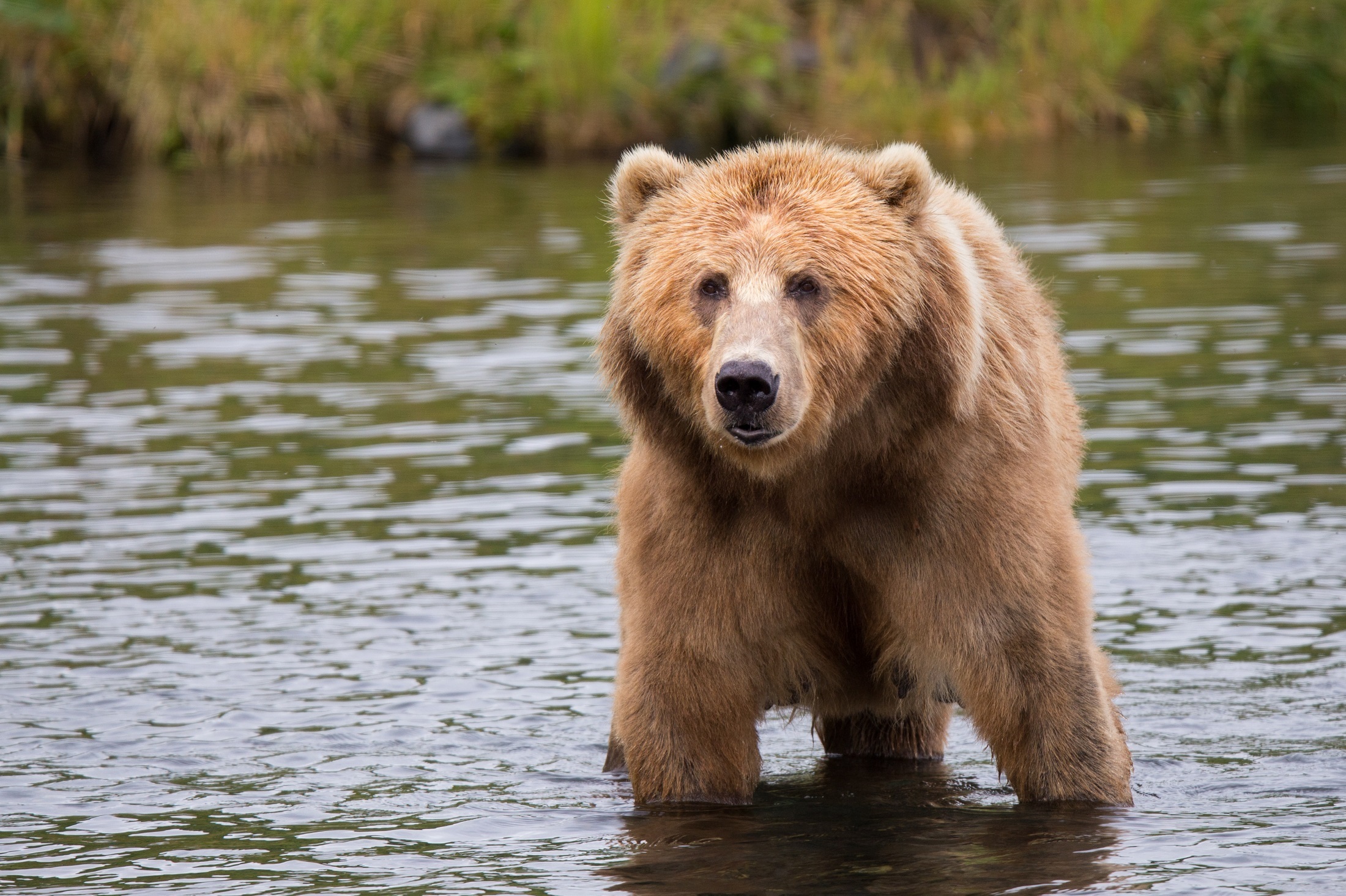 Handy-Wallpaper Tiere, Bären, Bär, Kodiak Bär kostenlos herunterladen.