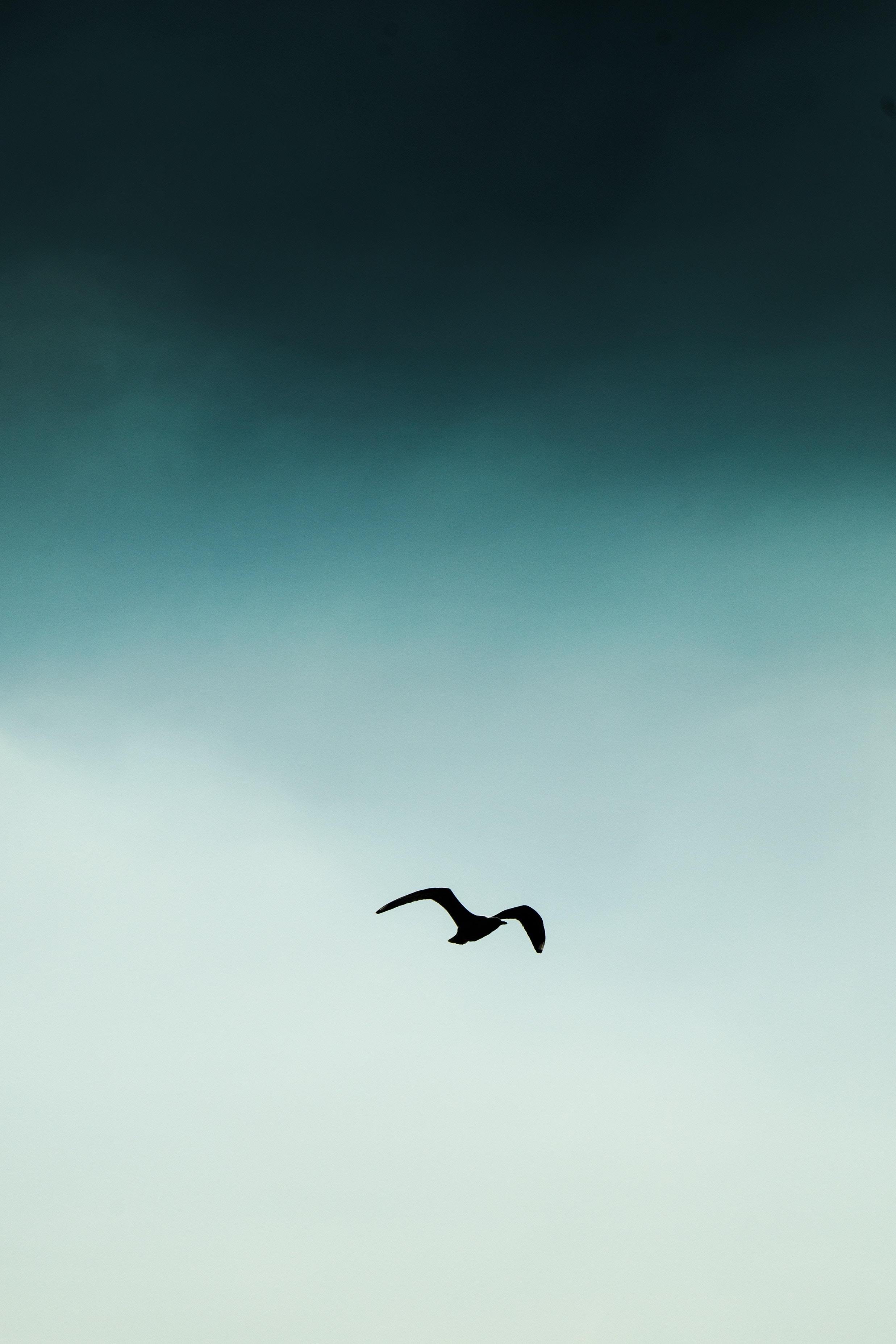Free download wallpaper Sky, Silhouette, Bird, Flight, Minimalism on your PC desktop