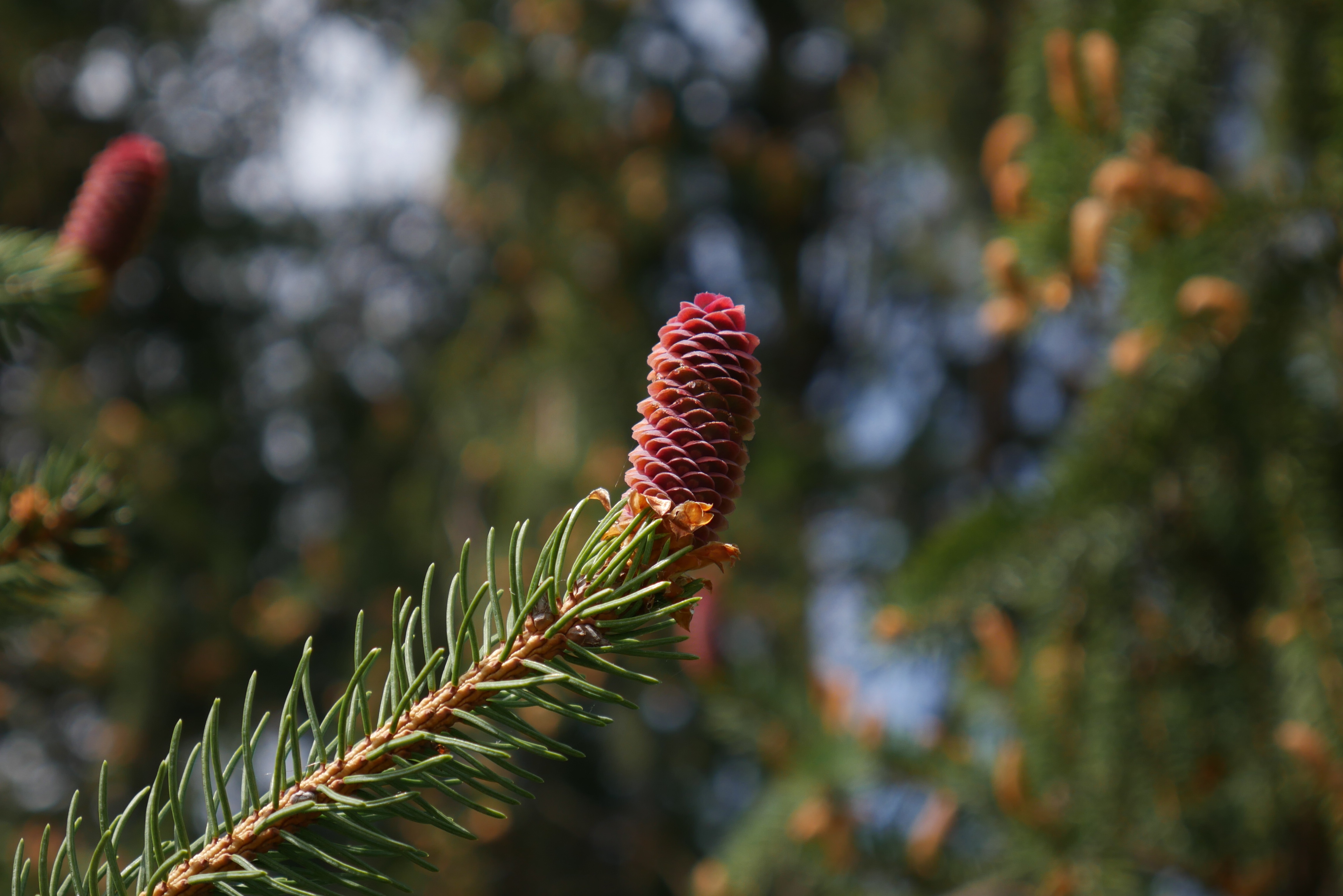 nature, branch, spruce, fir, cone, bump