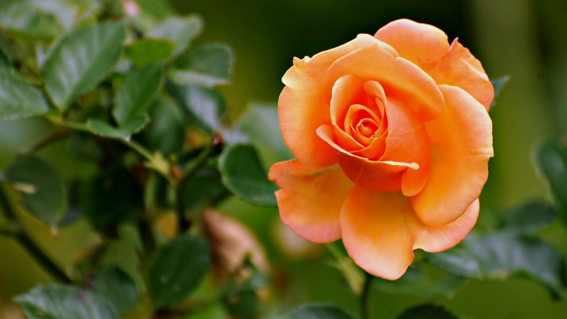無料モバイル壁紙植物, フラワーズ, オレンジ, バラをダウンロードします。