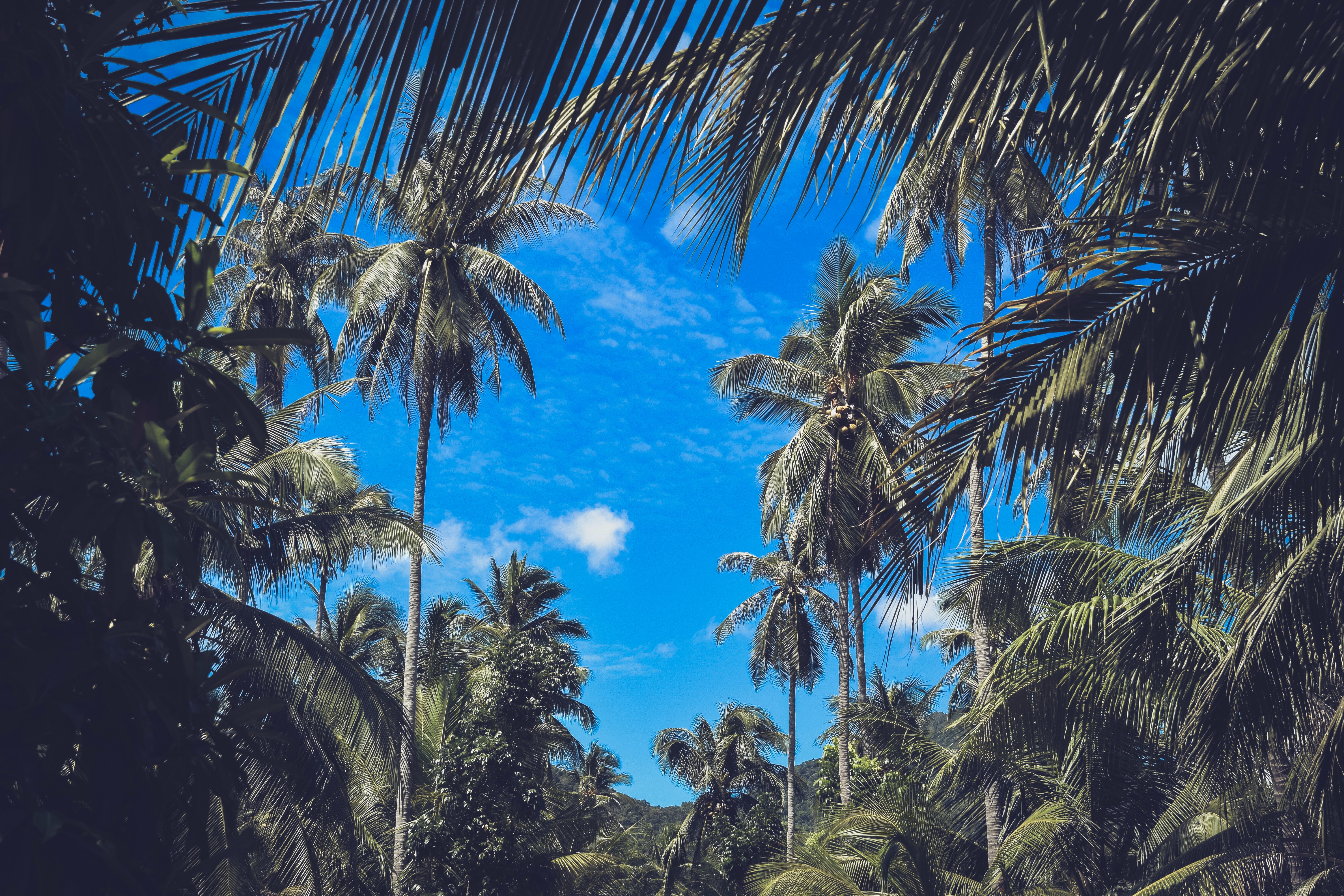 149595 descargar imagen naturaleza, cielo, hojas, nubes, palms, sucursales, ramas, zona tropical, trópico: fondos de pantalla y protectores de pantalla gratis