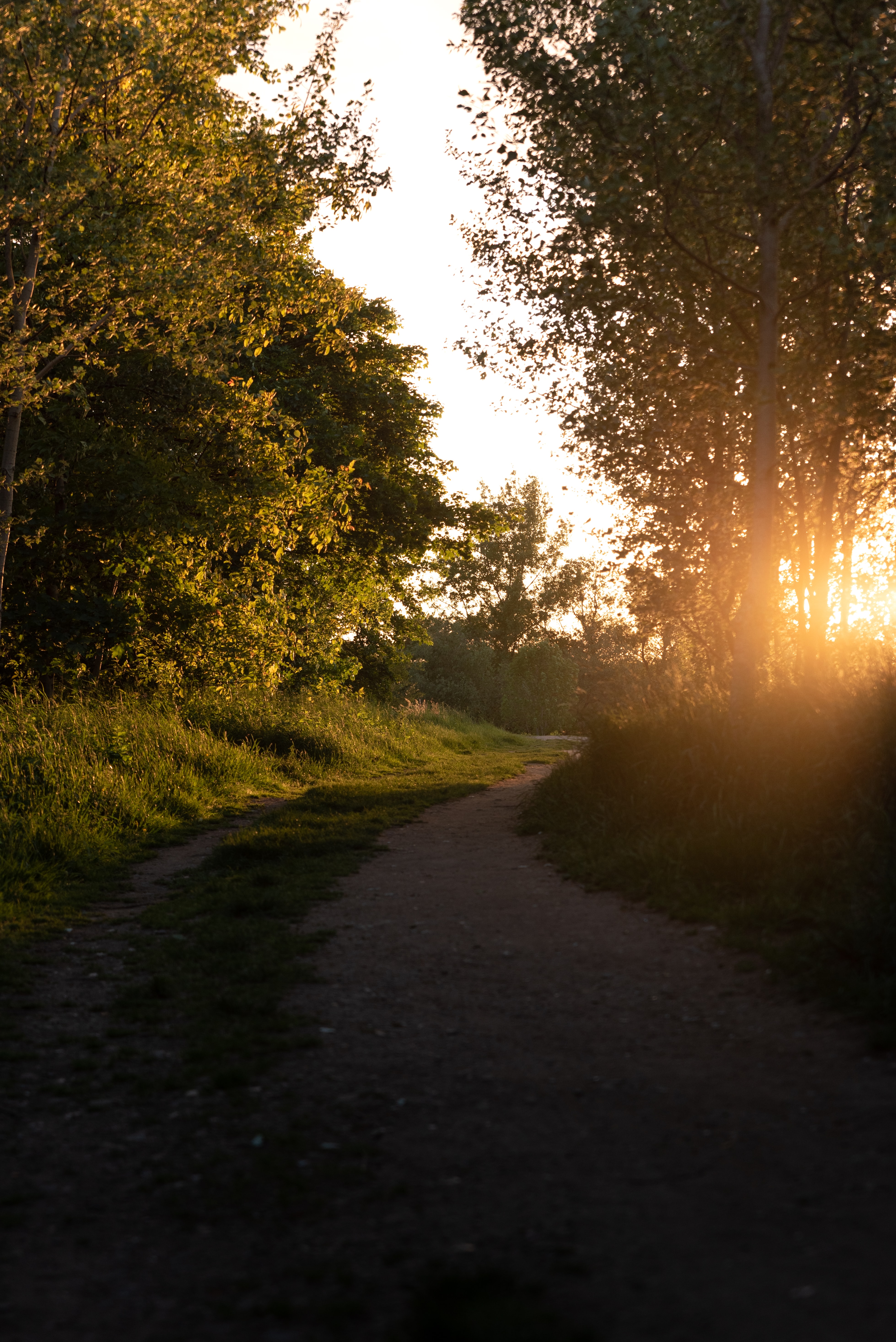 Free download wallpaper Nature, Trees, Beams, Rays, Path, Sunset, Forest on your PC desktop