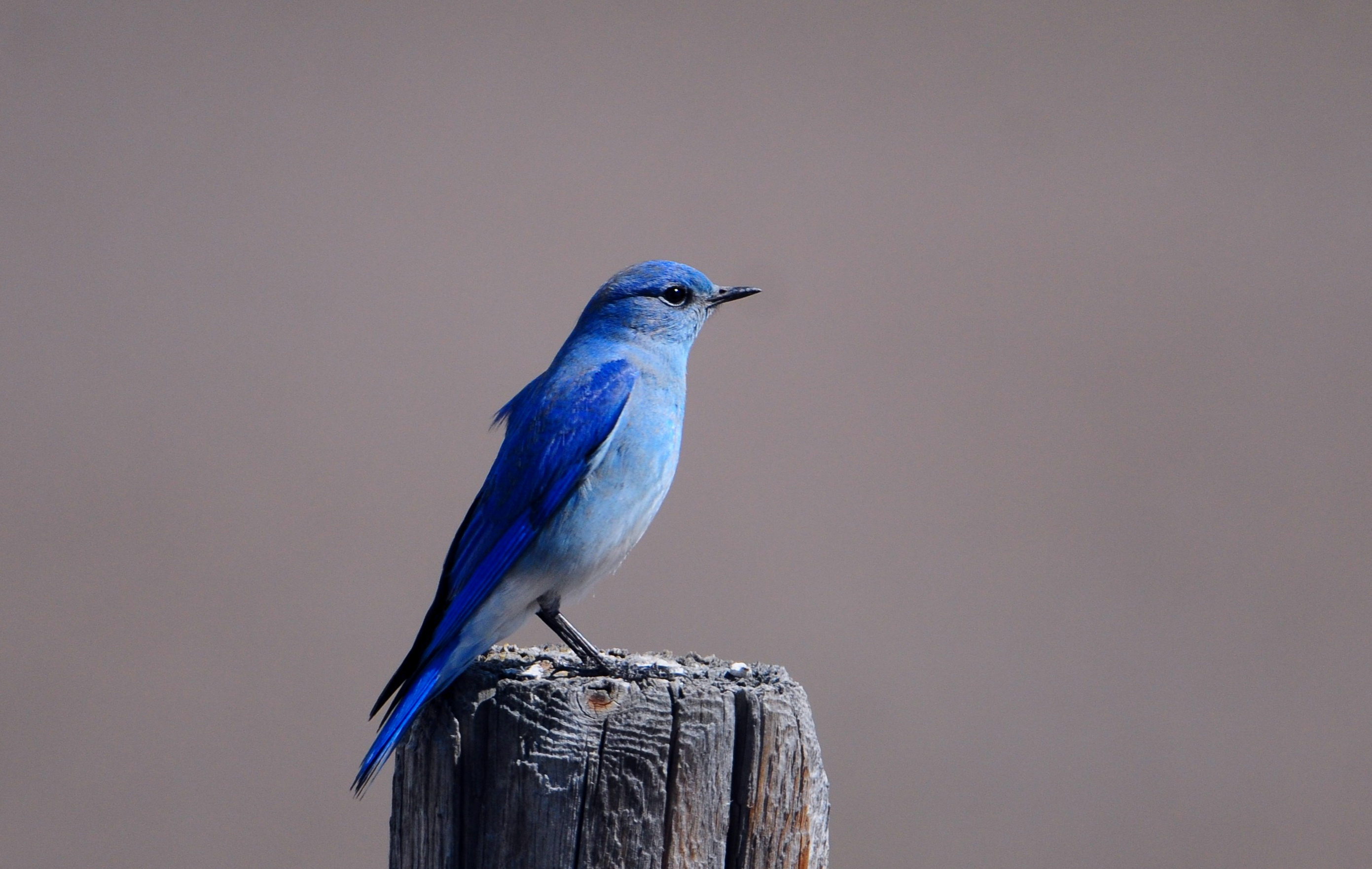 Free download wallpaper Bird, Birds, Animal on your PC desktop