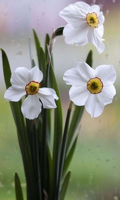 Handy-Wallpaper Blumen, Narzissen, Blume, Erde/natur kostenlos herunterladen.