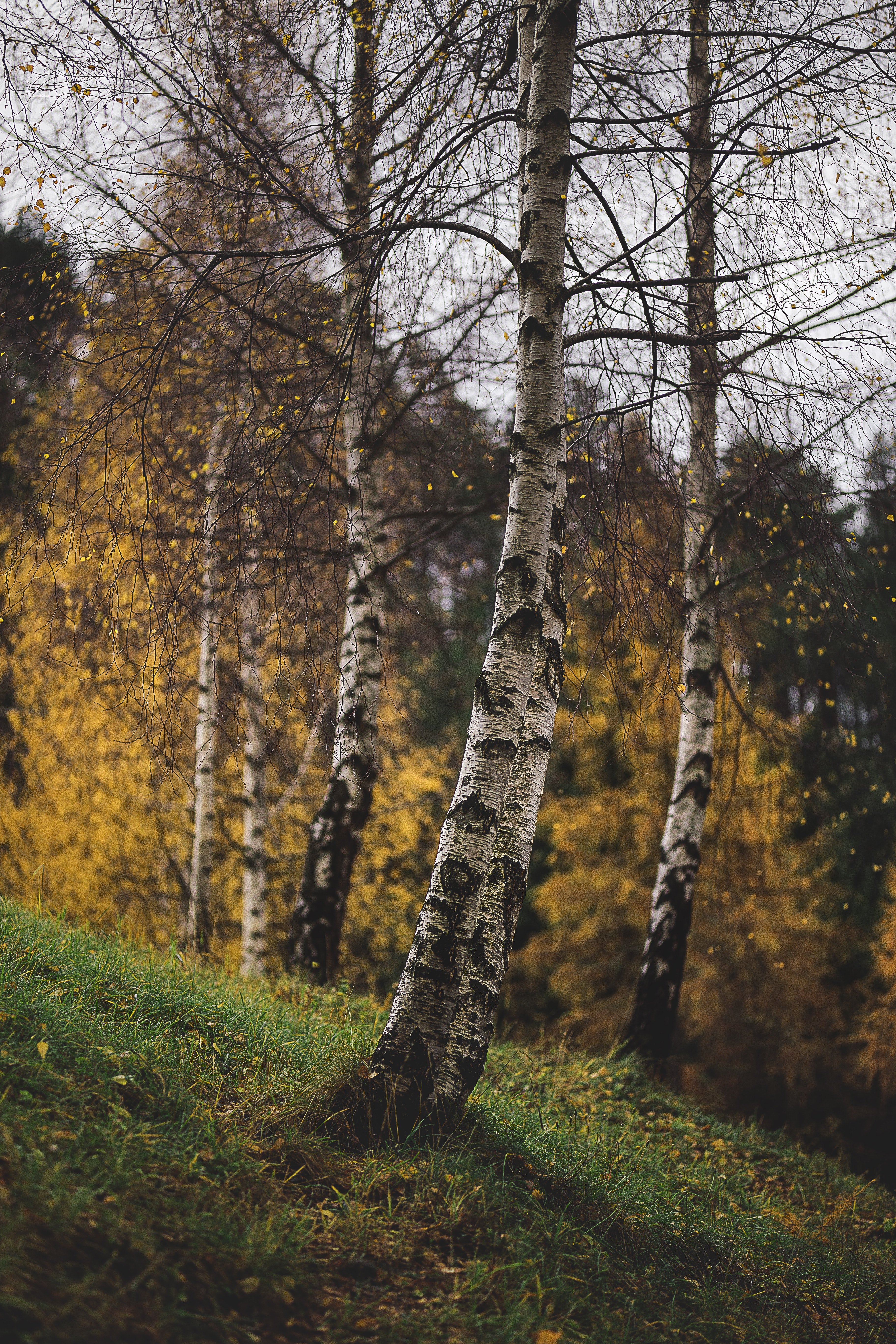 branches, nature, trees, grass, autumn, birches 4K for PC