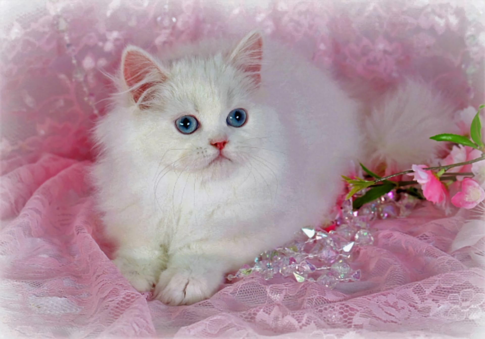 417551 скачать обои милые, животные, кошка, персидская кошка, белый, кошки - заставки и картинки бесплатно
