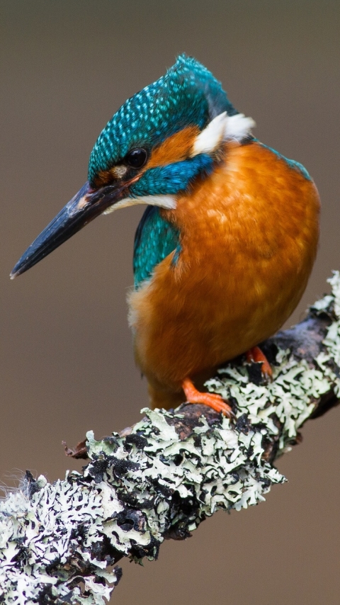 Download mobile wallpaper Birds, Bird, Animal, Kingfisher for free.