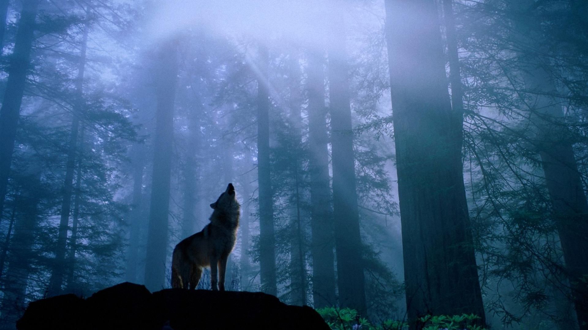 374531 скачать картинку волк, туман, животные, лес, вой, природа, солнечный луч, дерево, волки - обои и заставки бесплатно