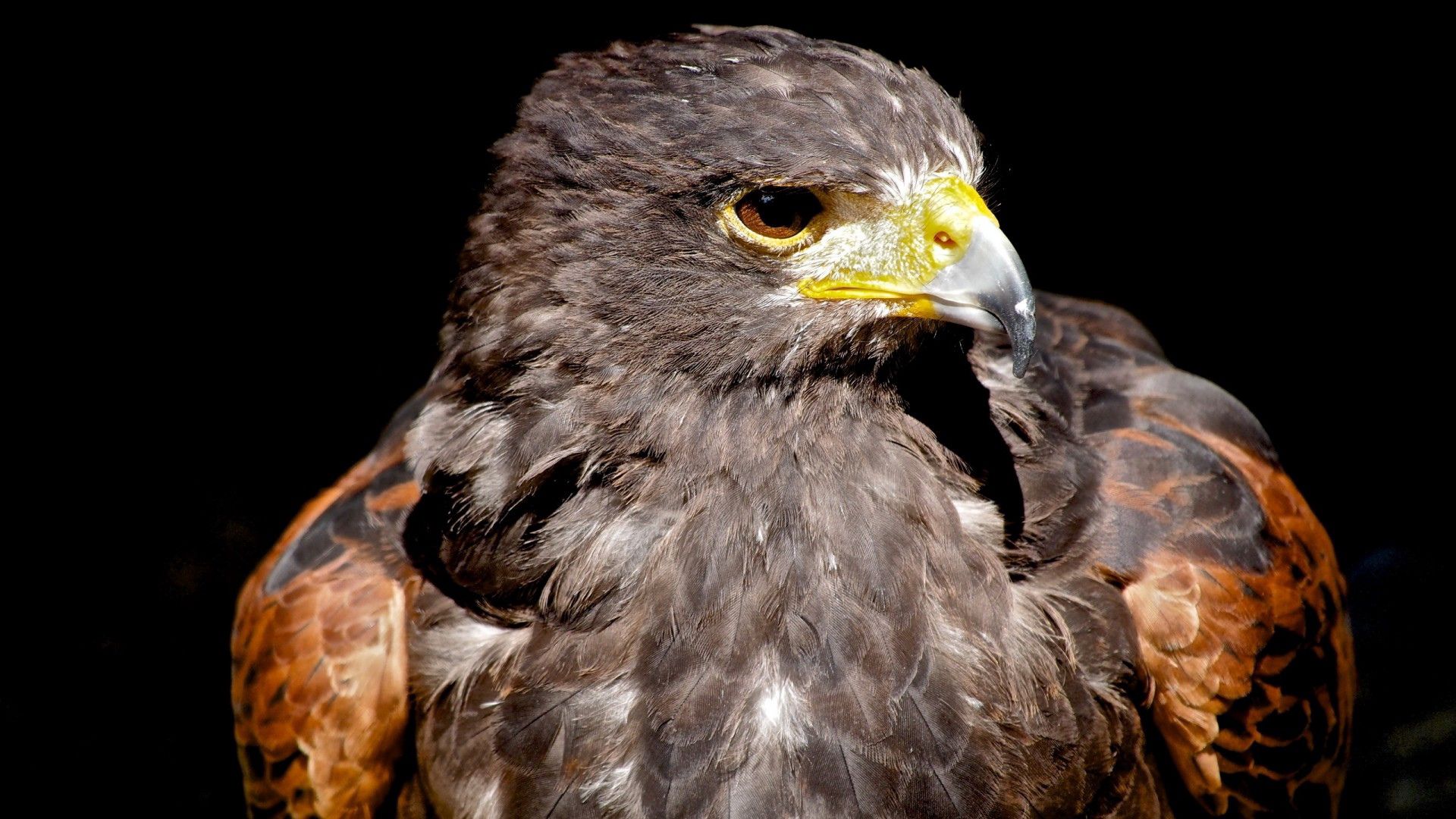 Descarga gratis la imagen Pico, Depredador, Animales, Pájaro, Águila en el escritorio de tu PC