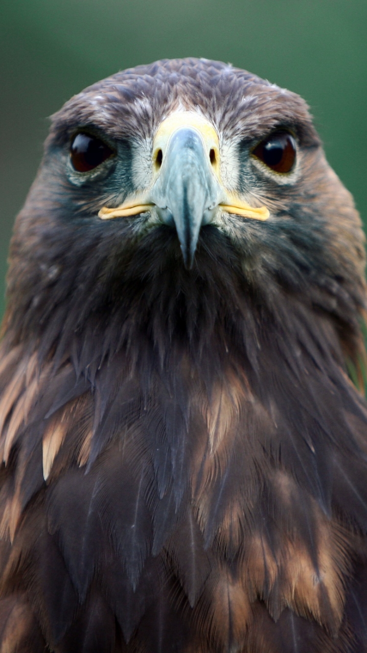 Baixar papel de parede para celular de Animais, Aves, Pássaro, Falcão gratuito.