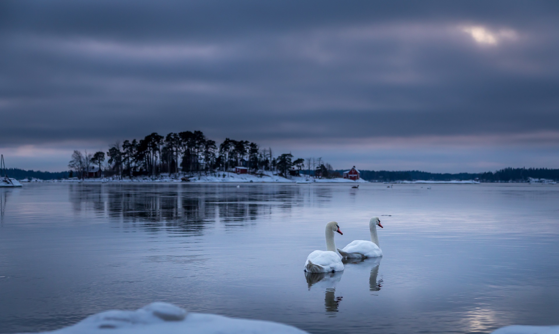 Download mobile wallpaper Winter, Birds, Lake, Bird, Animal, Swan, Mute Swan for free.