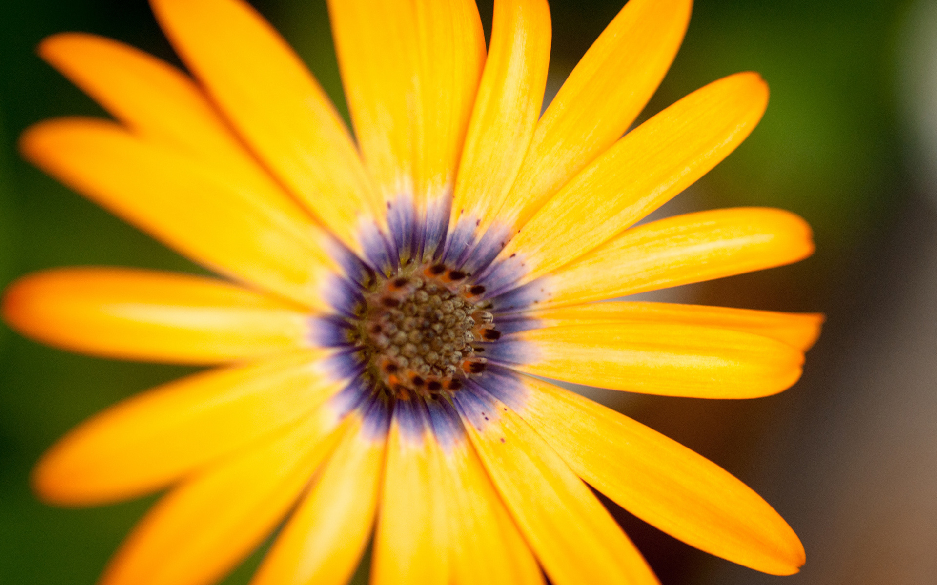 Baixe gratuitamente a imagem Flores, Flor, Terra/natureza na área de trabalho do seu PC