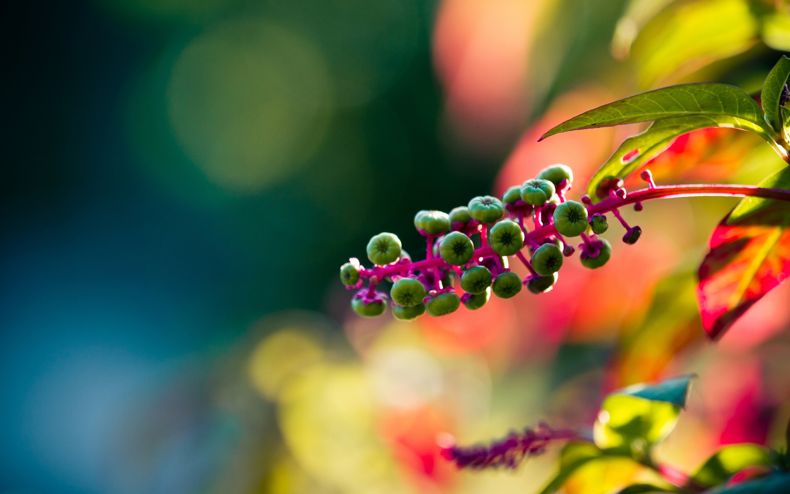 Laden Sie das Blumen, Blume, Erde/natur-Bild kostenlos auf Ihren PC-Desktop herunter