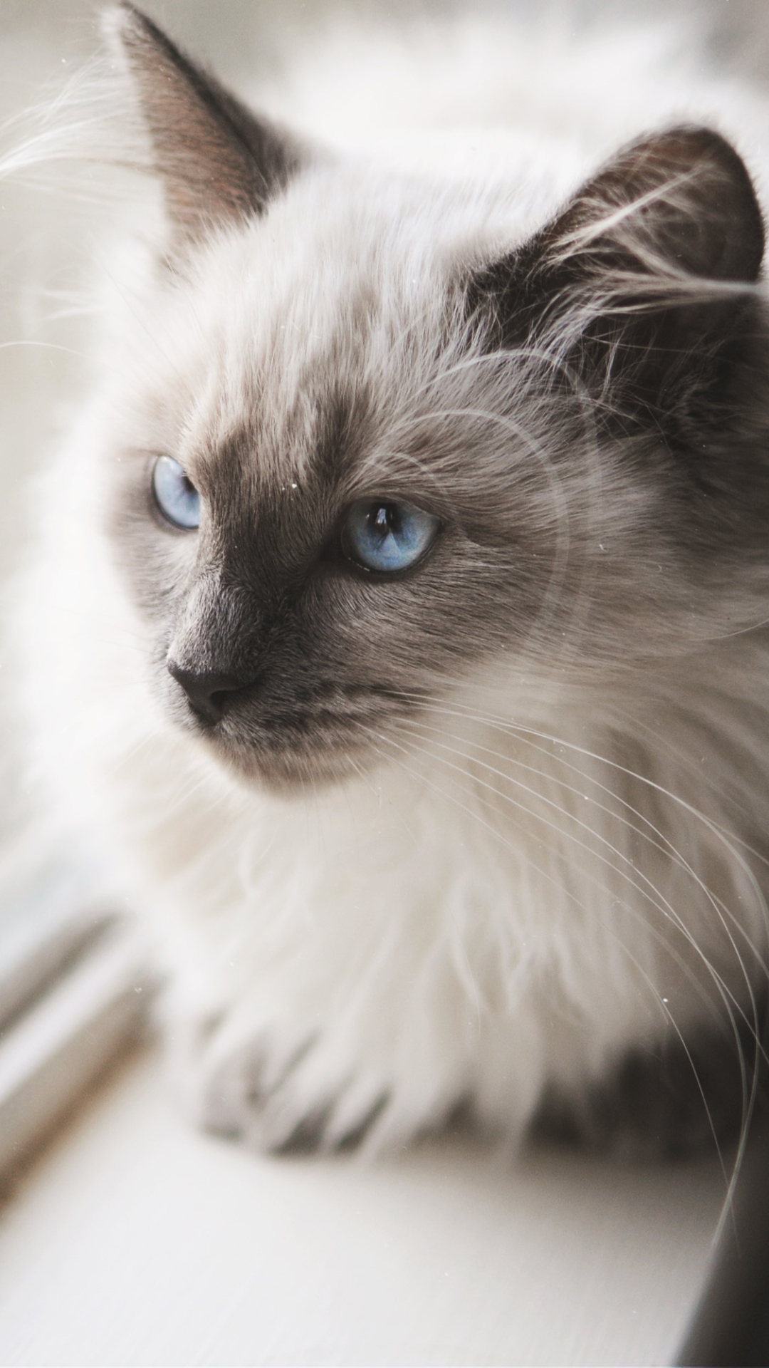 無料モバイル壁紙動物, ネコ, 猫, 青い目をダウンロードします。