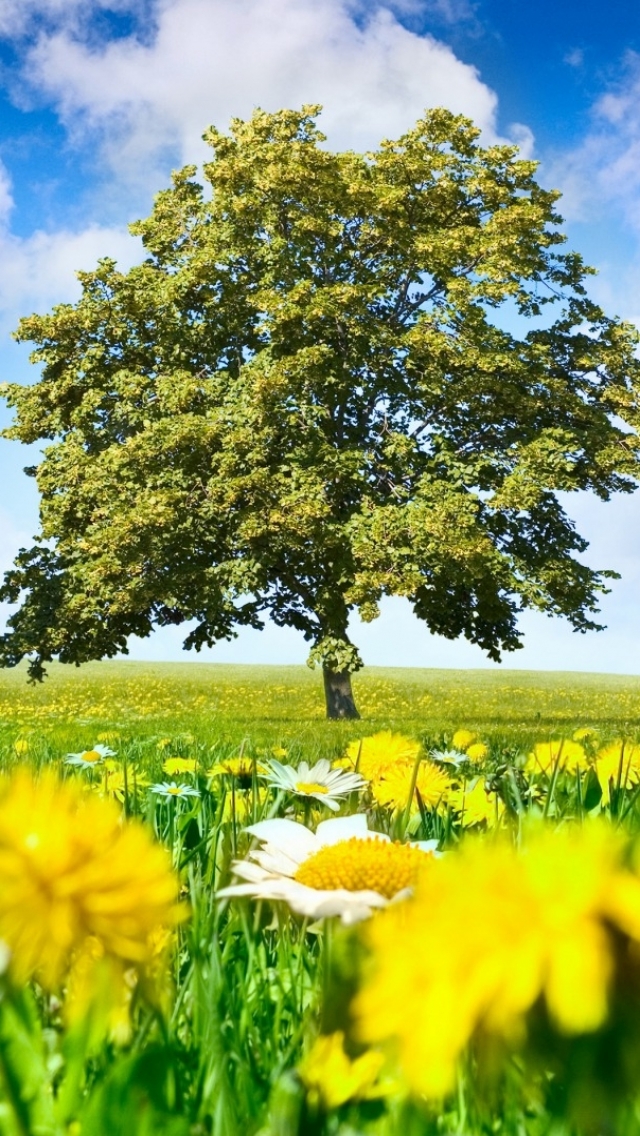 Скачати мобільні шпалери Квітка, Дерево, Земля, Поле, Весна безкоштовно.