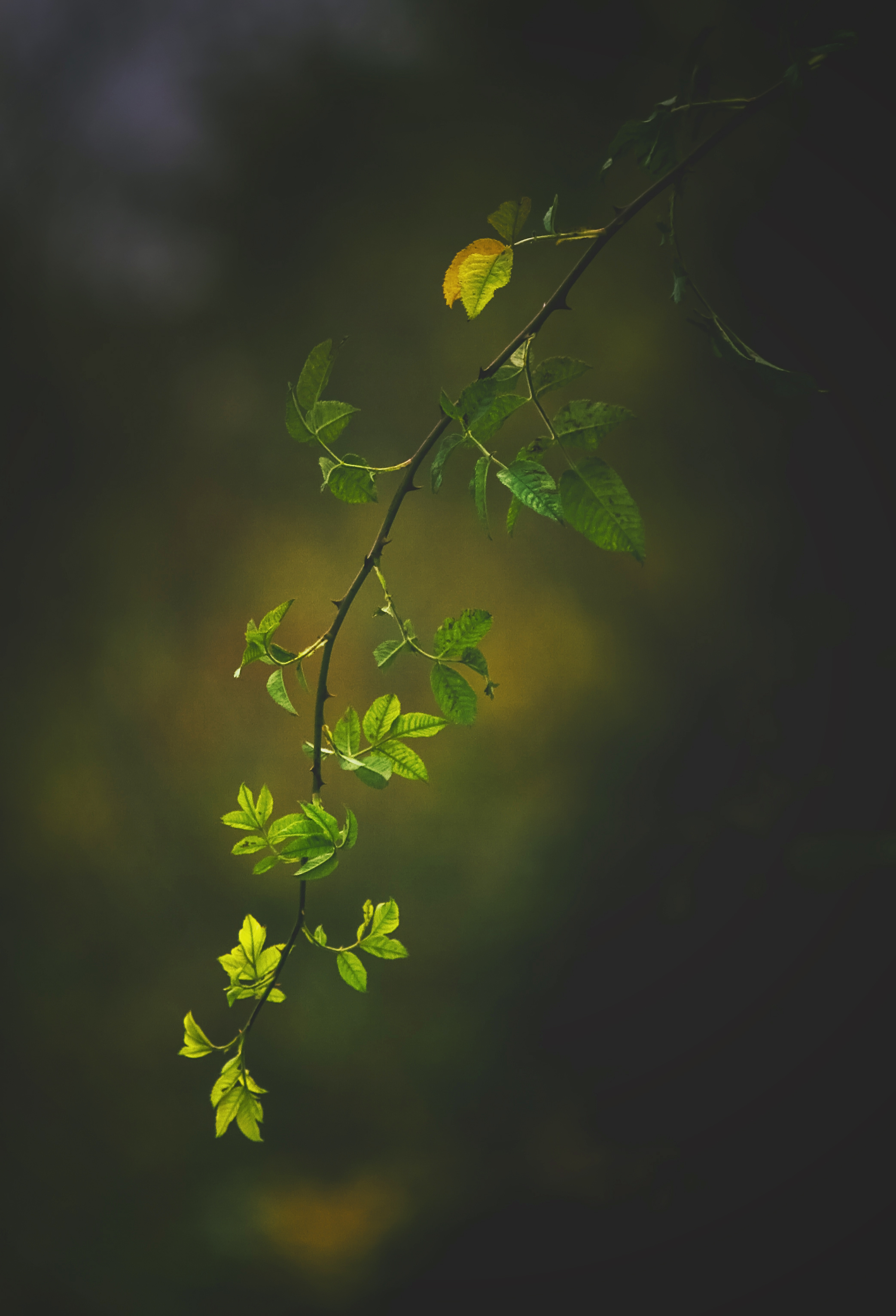 Скачать картинку Ветка, Зеленый, Природа, Листья, Темный в телефон бесплатно.