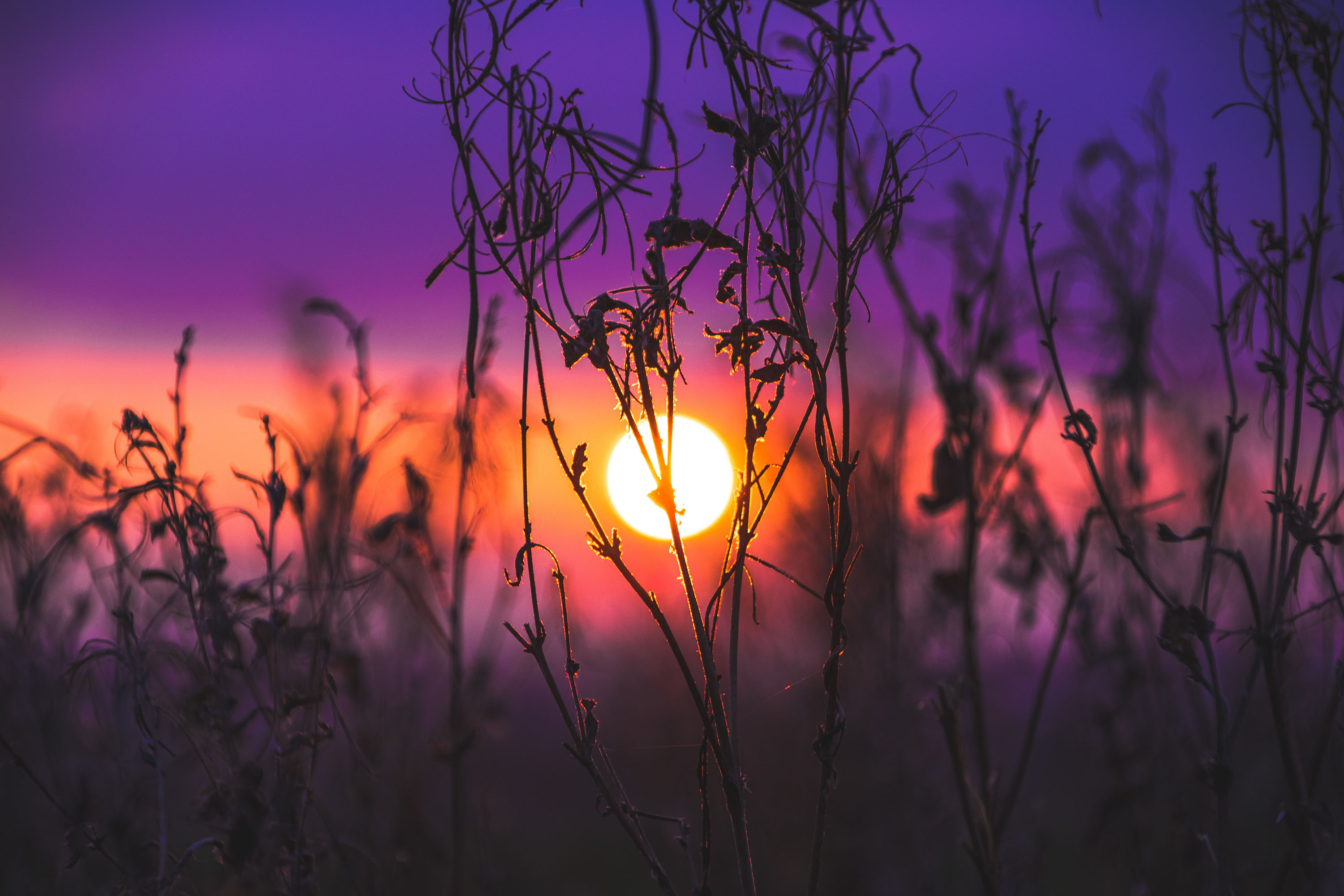 Free download wallpaper Sunset, Plant, Earth on your PC desktop